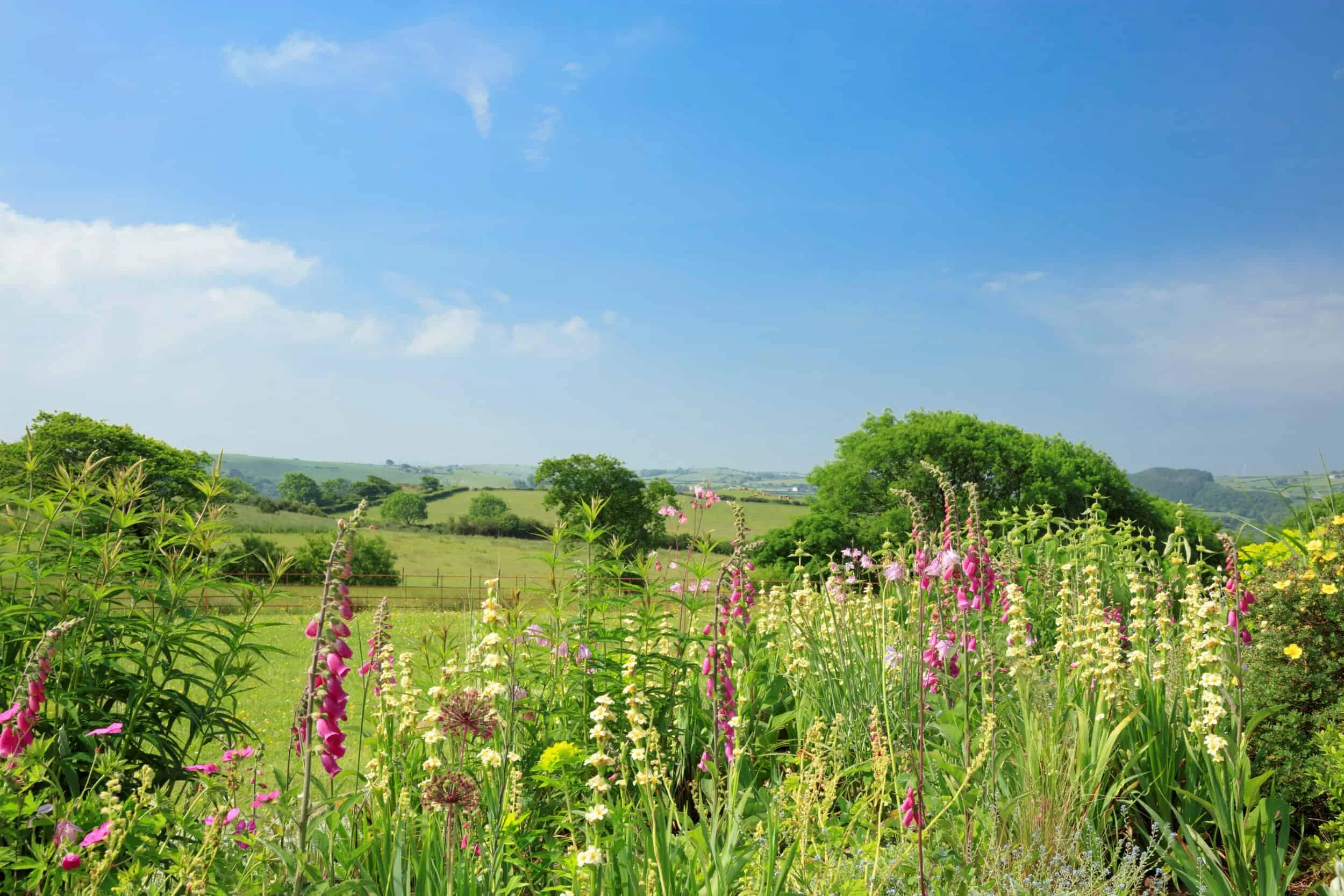 penlanlas-cymru-natural-2.jpeg