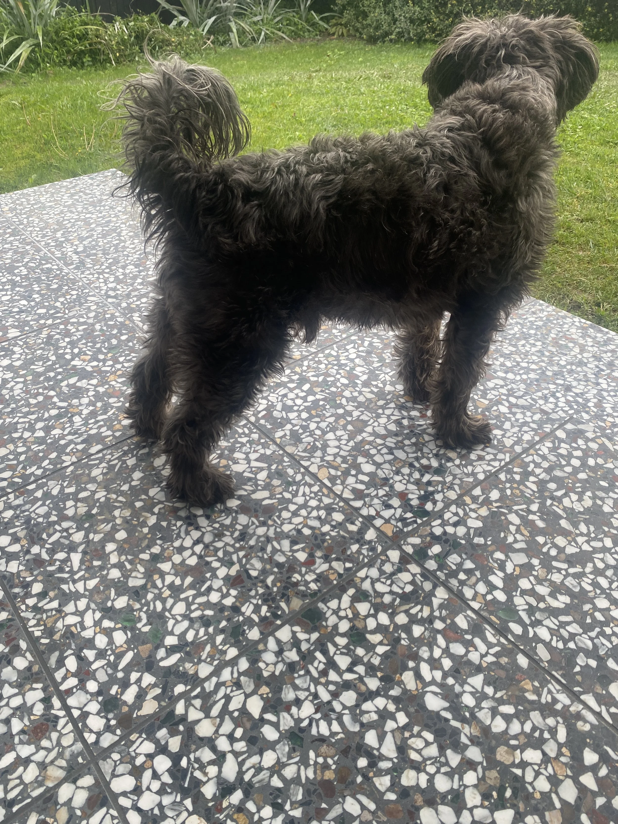 A black, curly-haired dog standing on a terrazzo tiled patio with grass and plants in the background.