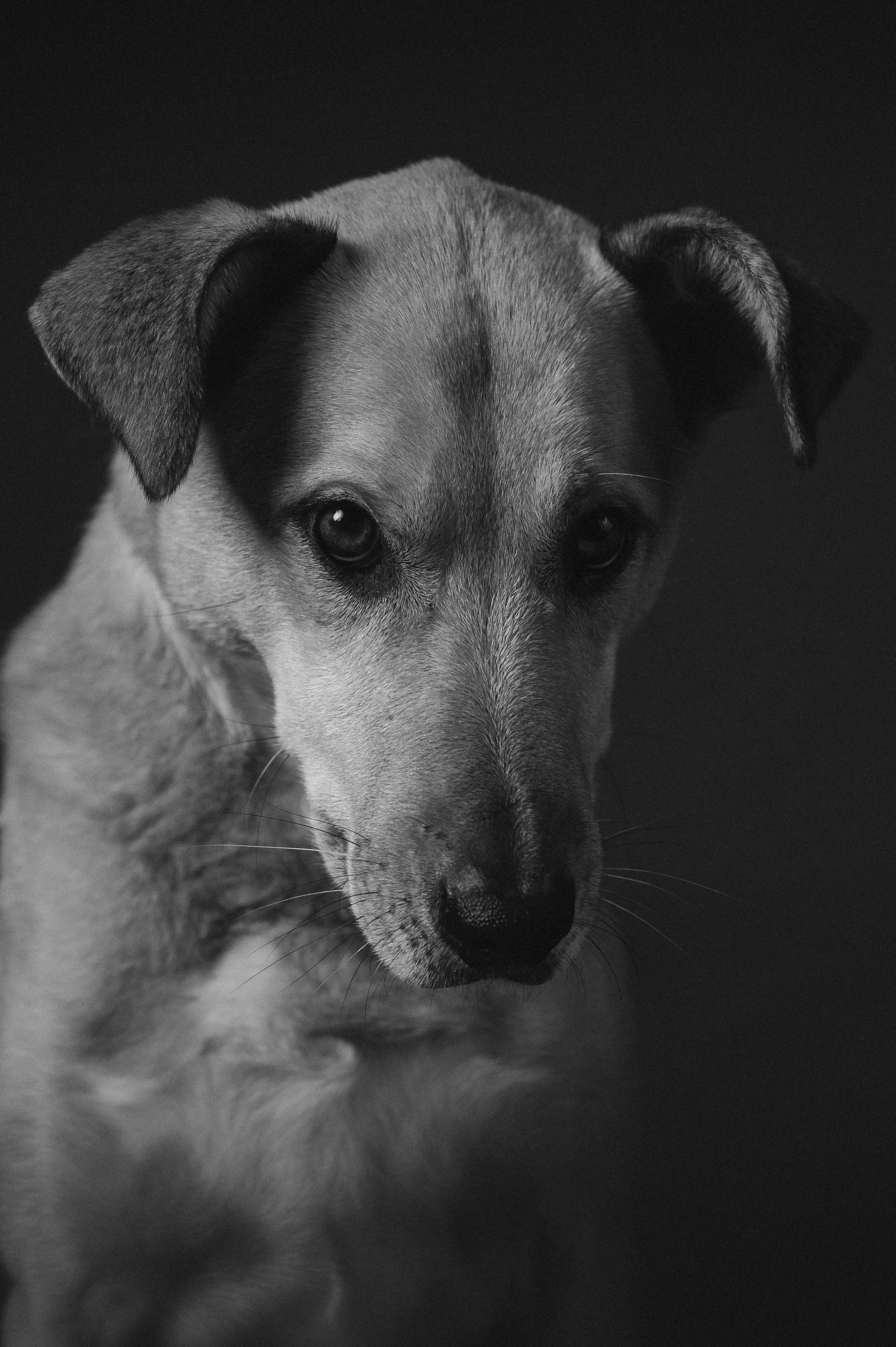 Rescue dog photography in London