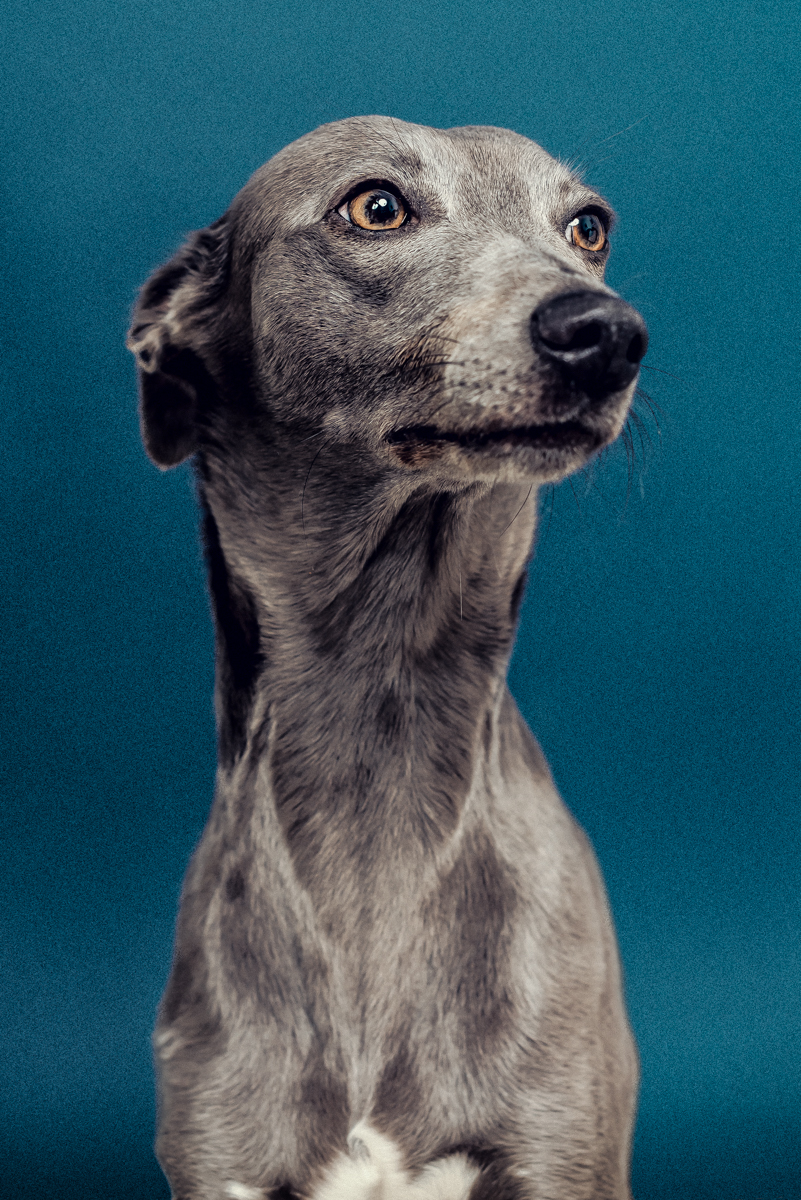 The_Dogs_By_Alex_Kitty_Alex_Wallace_Photography_042.jpg