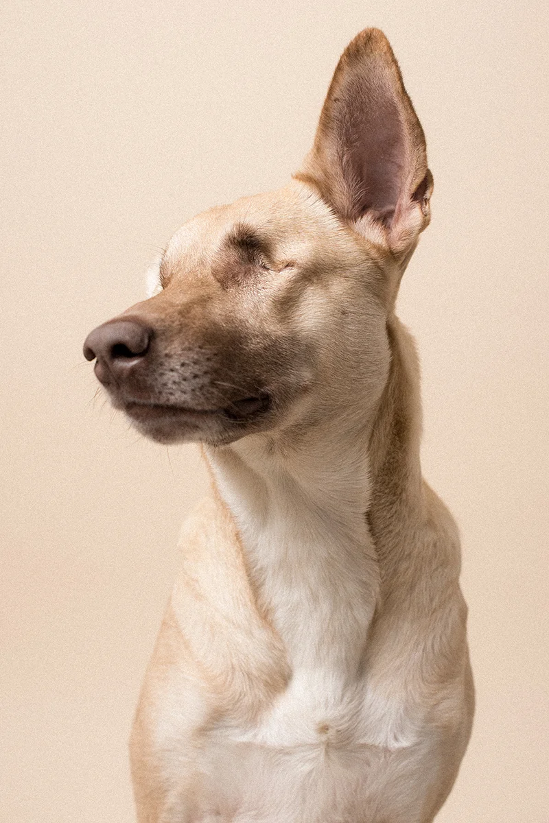 TDBA_Mishka_Maggie_Alex_Wallace_Photography_136-Edit.jpg