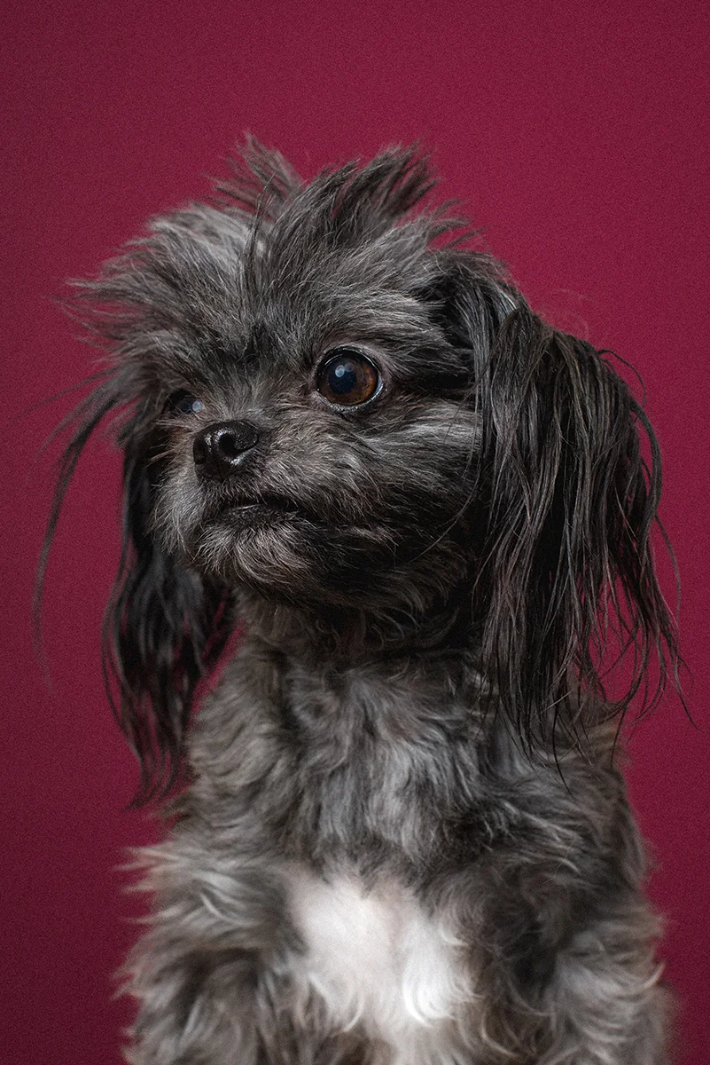 Bullet_The_Dogs_By_Alex_1264_dog_photographer_london.jpg