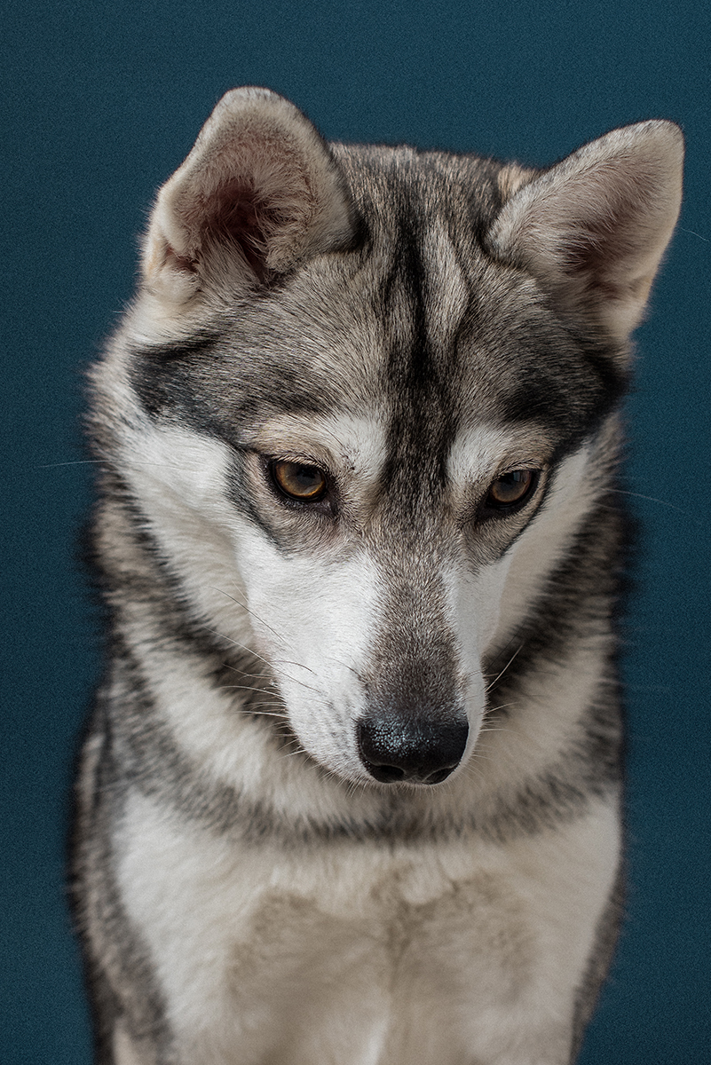 TDBA_Mishka_Maggie_Alex_Wallace_Photography_278-Edit.jpg