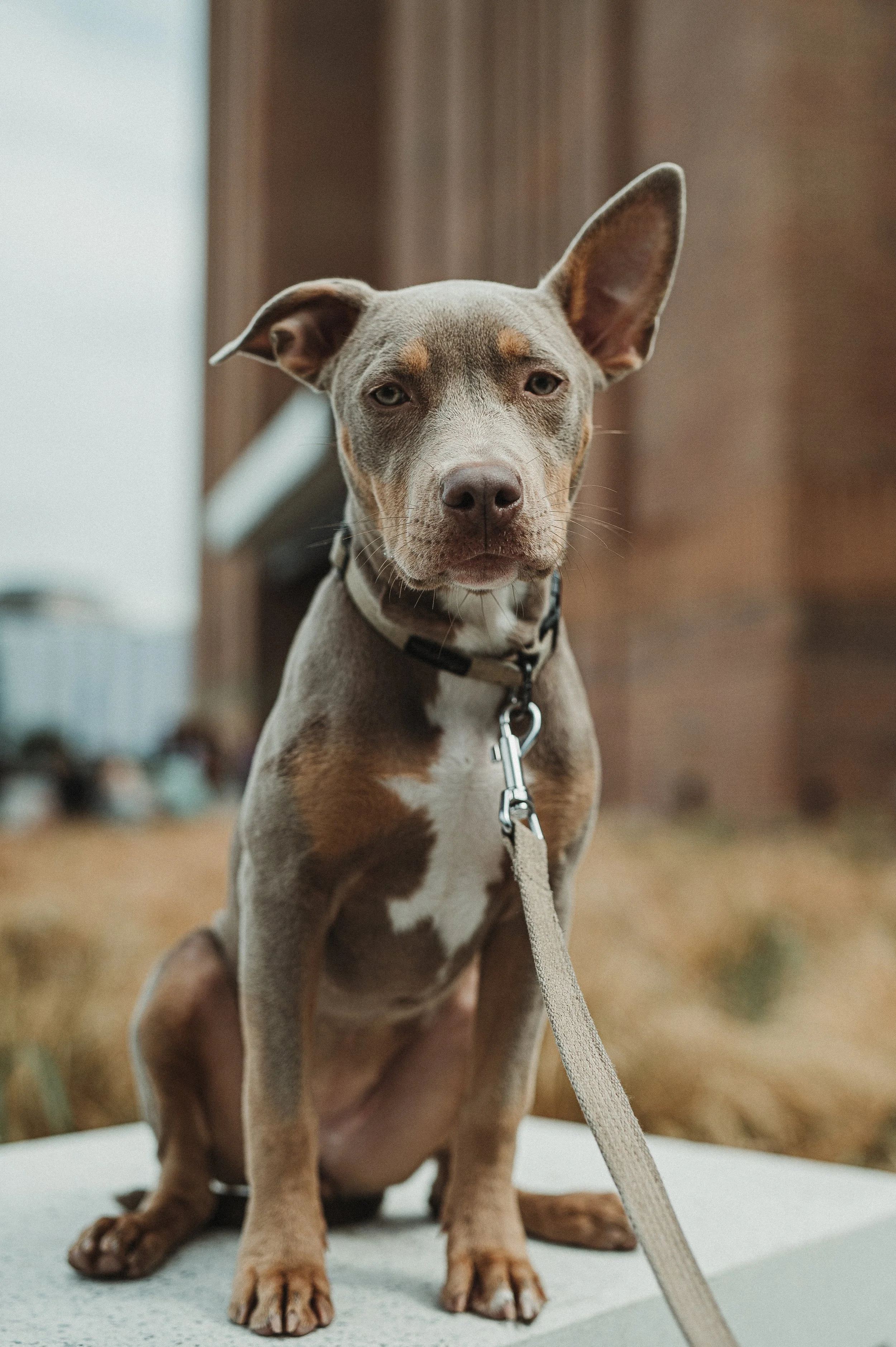 Are you trying to socialise your dog too much?