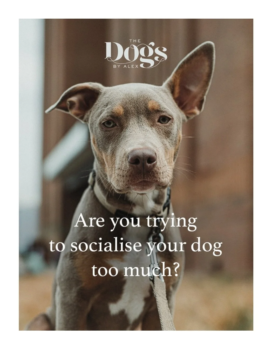 So how much is too much? To be clear, I&rsquo;m talking about your &lsquo;everyday&rsquo; situations here, your regular dog walk being the best example. 

Full post is live on my blog with more detail&hellip;!

Let&rsquo;s say you come into contact w