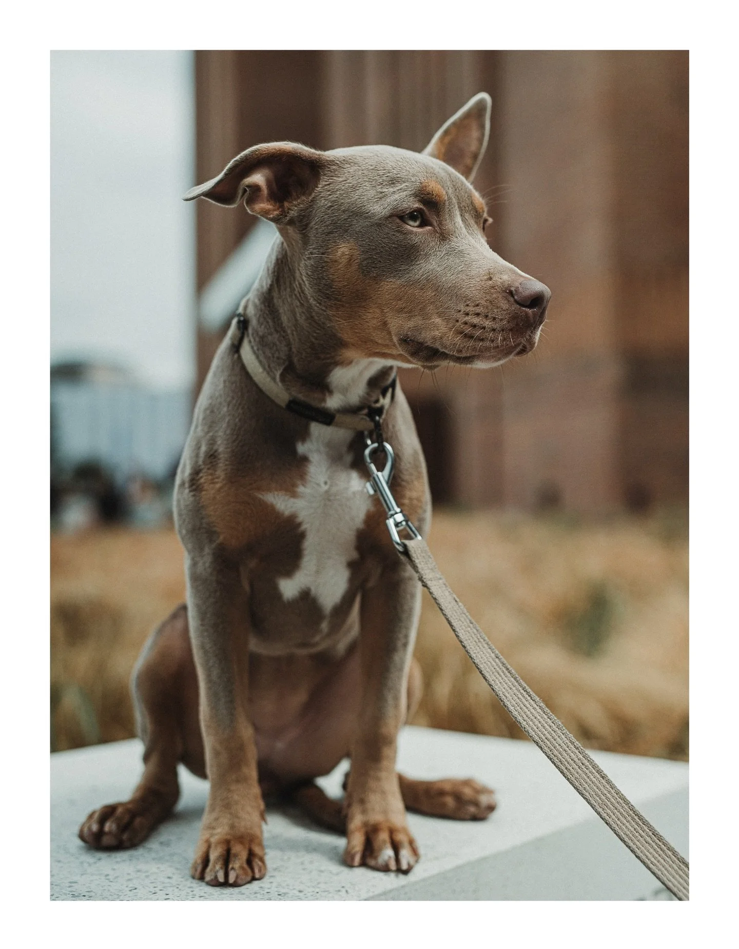 Lot of time for this lovely girl, Bambi. Her owner is absolutely on the ball with training and Bambi is just the sweetest, focused, fun lass. 
-
Added in some FAQ&rsquo;s to the training page on my website. DM me if you think I&rsquo;ve missed anythi