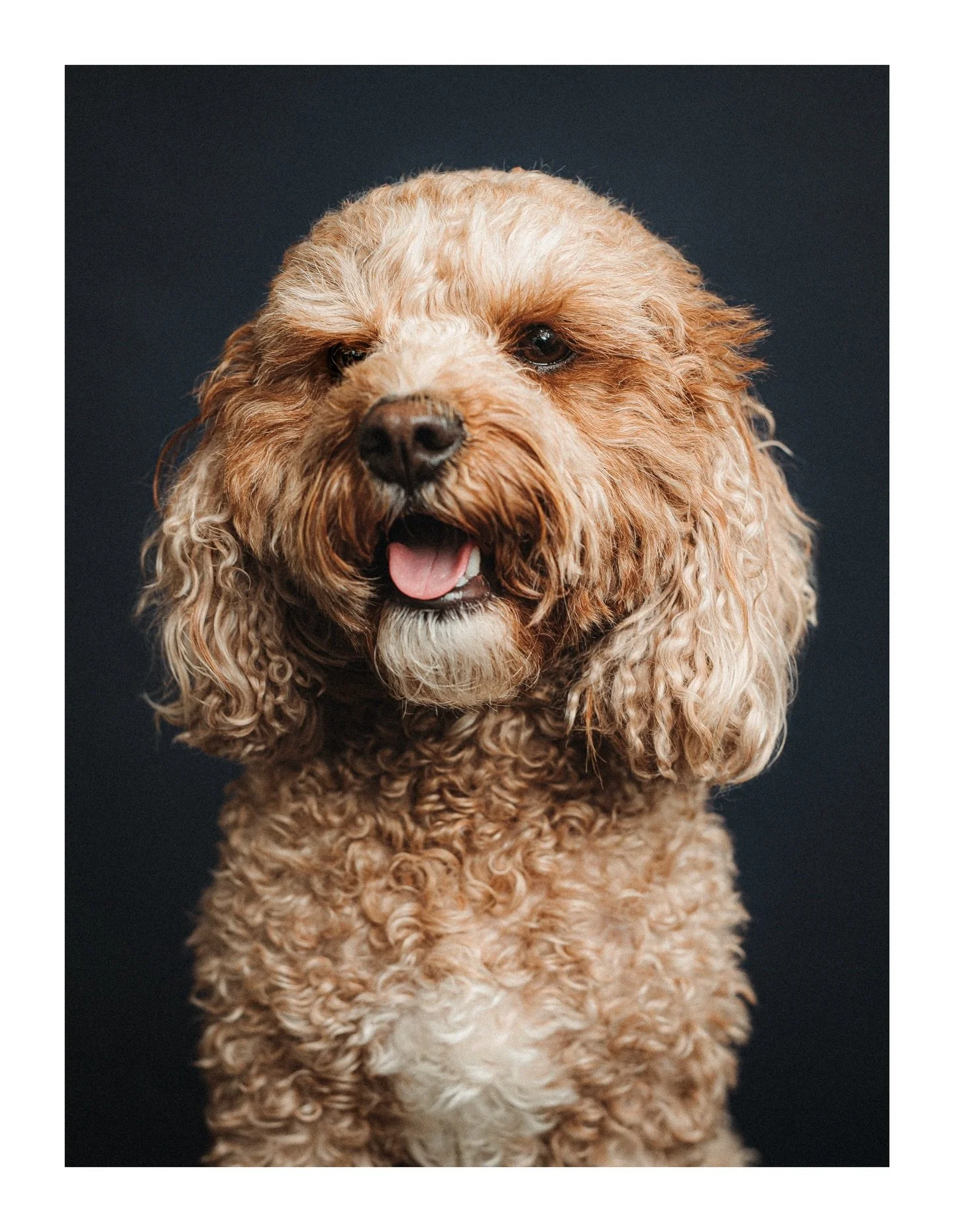 Just a reminder that there&rsquo;s 15% off all dog training and photography packages until 1st January - use code &lsquo;DOGDISCOUNT15&rsquo;! 

This is Yoshi - he&rsquo;s a very good boy. I&rsquo;m jealous of his curls. Yoshi came to @manorarmssw16 