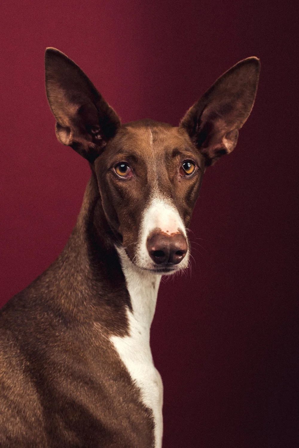 Top 3 qualities I would look for in a dog trainer