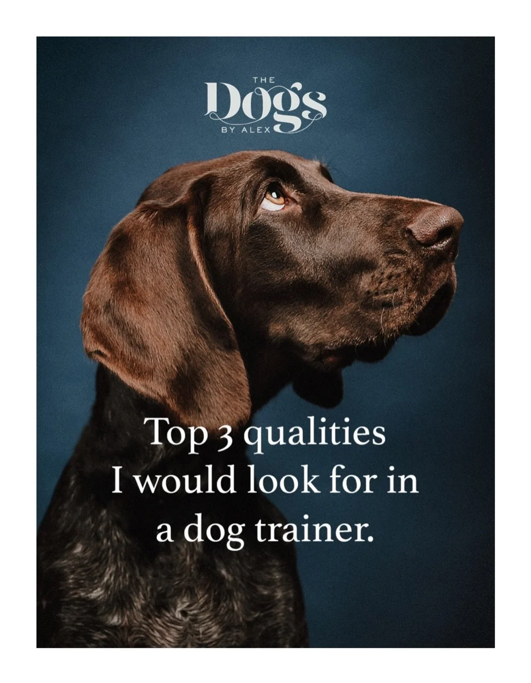 If you&rsquo;re looking for a great dog trainer here&rsquo;s 3 of the most important qualities I would be looking for. Comment your top 3 below, I want to know! 👀 

Obviously there&rsquo;s so much more to finding a top notch dog trainer but if these