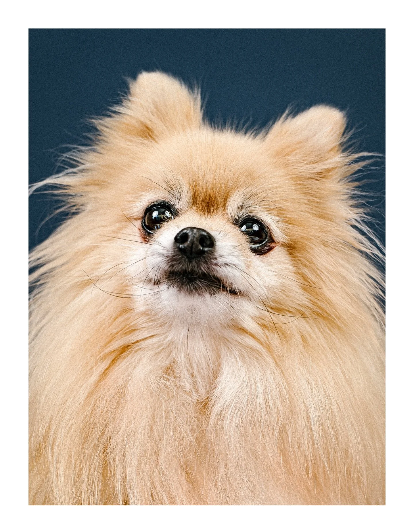 Ala the Pomeranian. 
-
I did a big shoot in the autumn (to be released in 2026) and cast 10 dogs - everything from a Great Dane to a Chihuahua - and I adore the wildly varied appeal of dogs. Special aren&rsquo;t they.