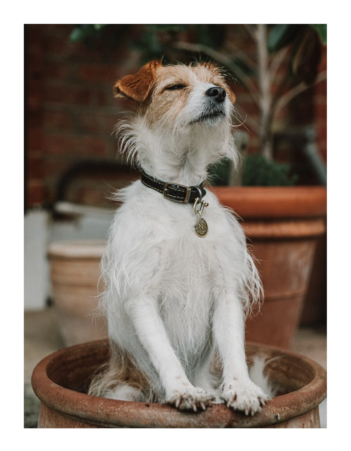 Channeling my inner @themontydon - although he wouldn&rsquo;t be so late planting his tulip bulbs. Norah always hops in the pots 😆

Which is your favourite - 1, 2 or 3?!