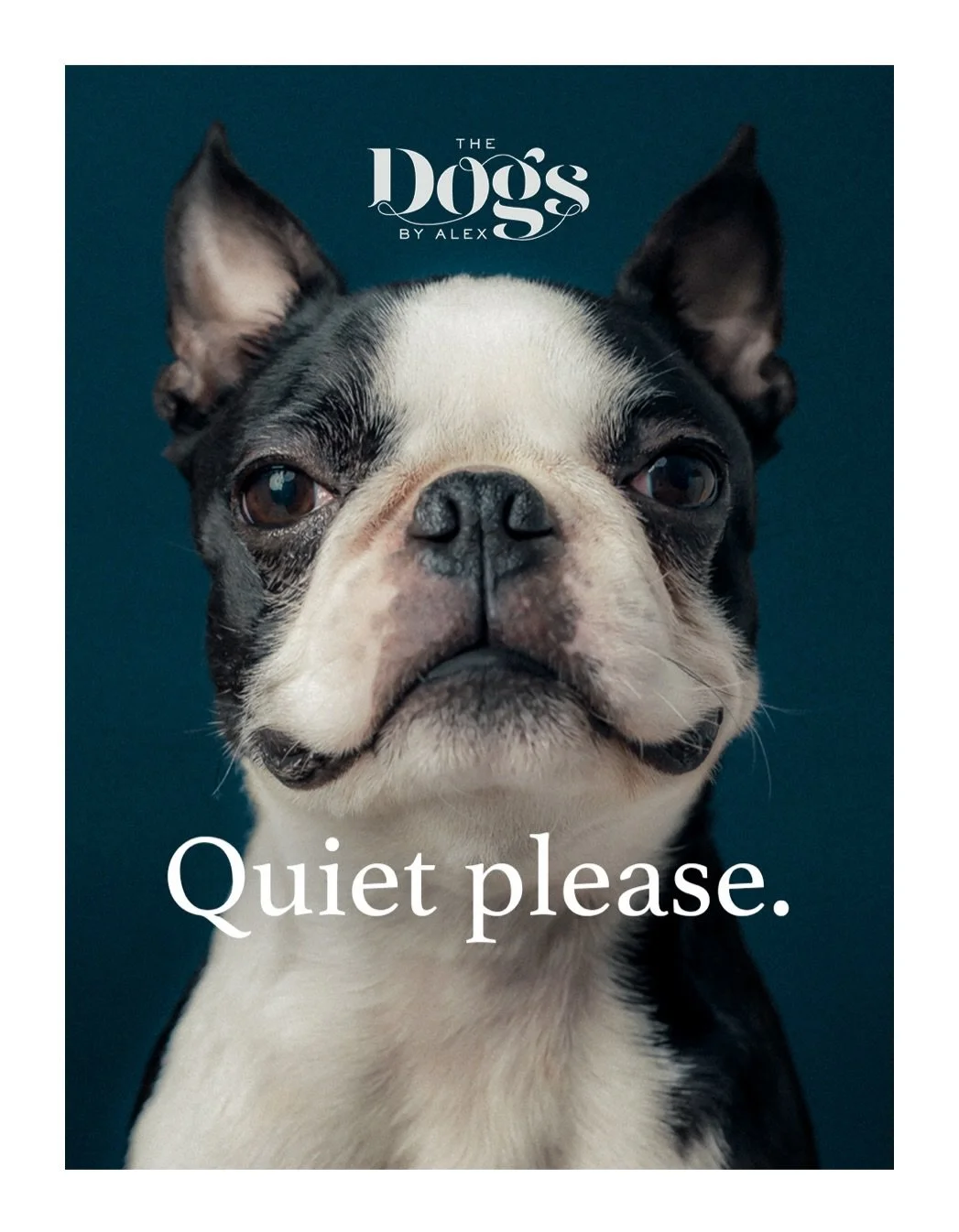 Quiet please. 

In a session this week a client said a couple of times &lsquo;why does she listen to you and not me?&rsquo;. &lsquo;Listen&rsquo; being the key word. And I explained that it&rsquo;s your whole way of communicating to your dog that&rsq
