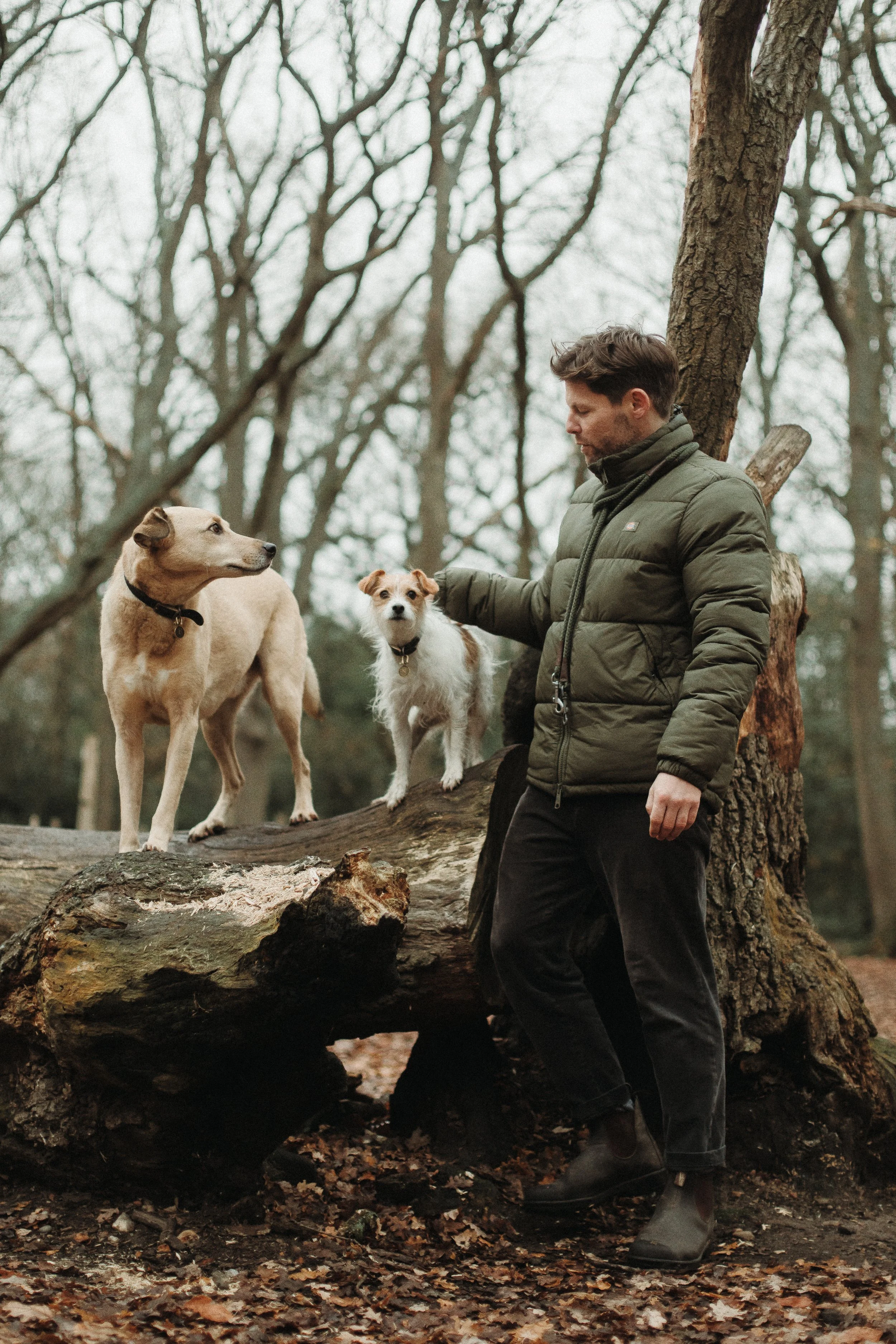 Top 3 qualities I would look for in a dog trainer