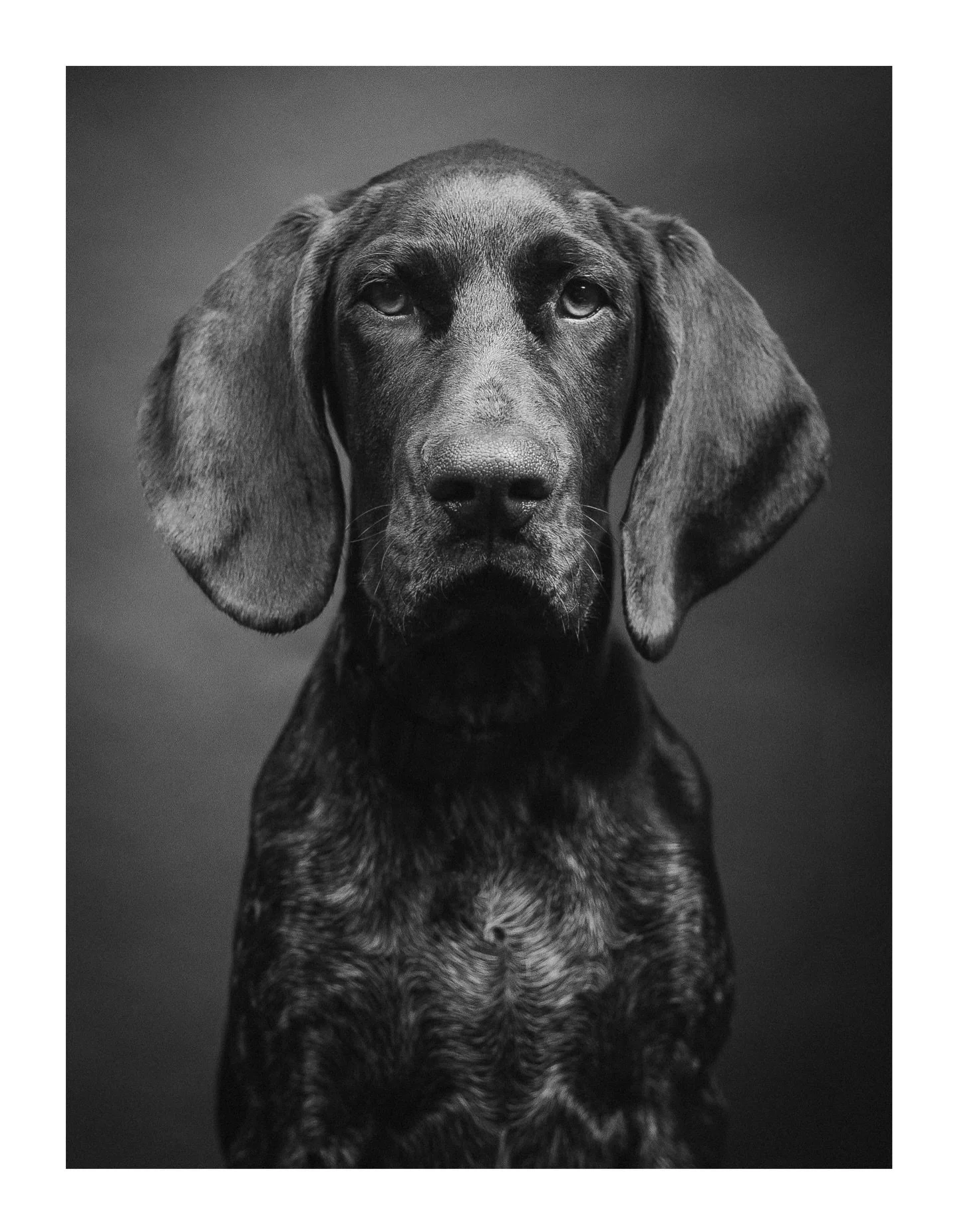 Need a last minute Christmas gift (I do, eek!)? I have two things for you:
1) 15% off ALL photography and training sessions quoting code &lsquo;DOGDISCOUNT15&rsquo; when submitting your booking. 
2) Personalised gift vouchers available on my website 