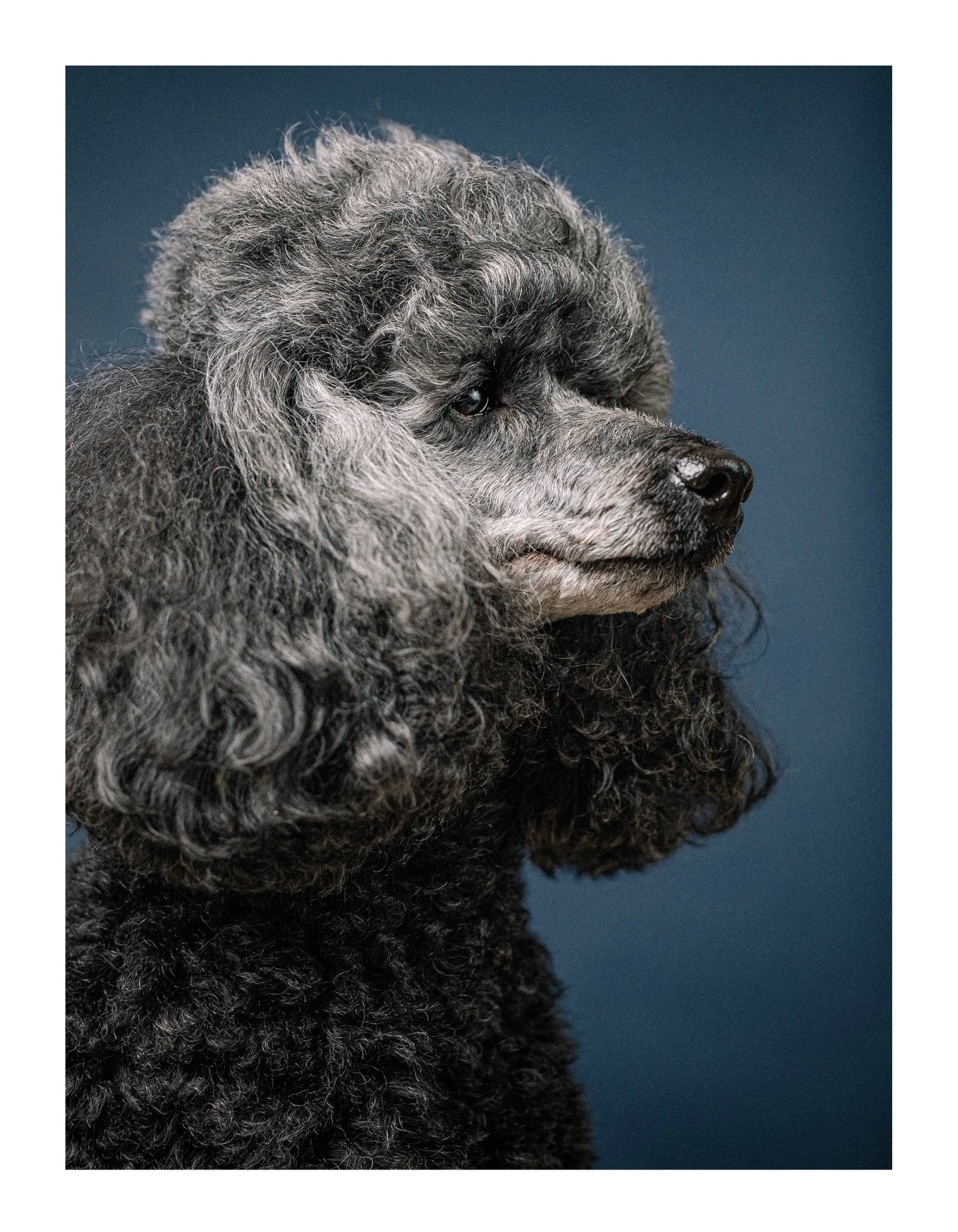 Had the pleasure of photographing this lovely miniature poodle last week - beautiful lass, Leia, on my signature blue backdrop. You get some dogs that just &lsquo;work&rsquo; the camera well - she&rsquo;s one of them.
