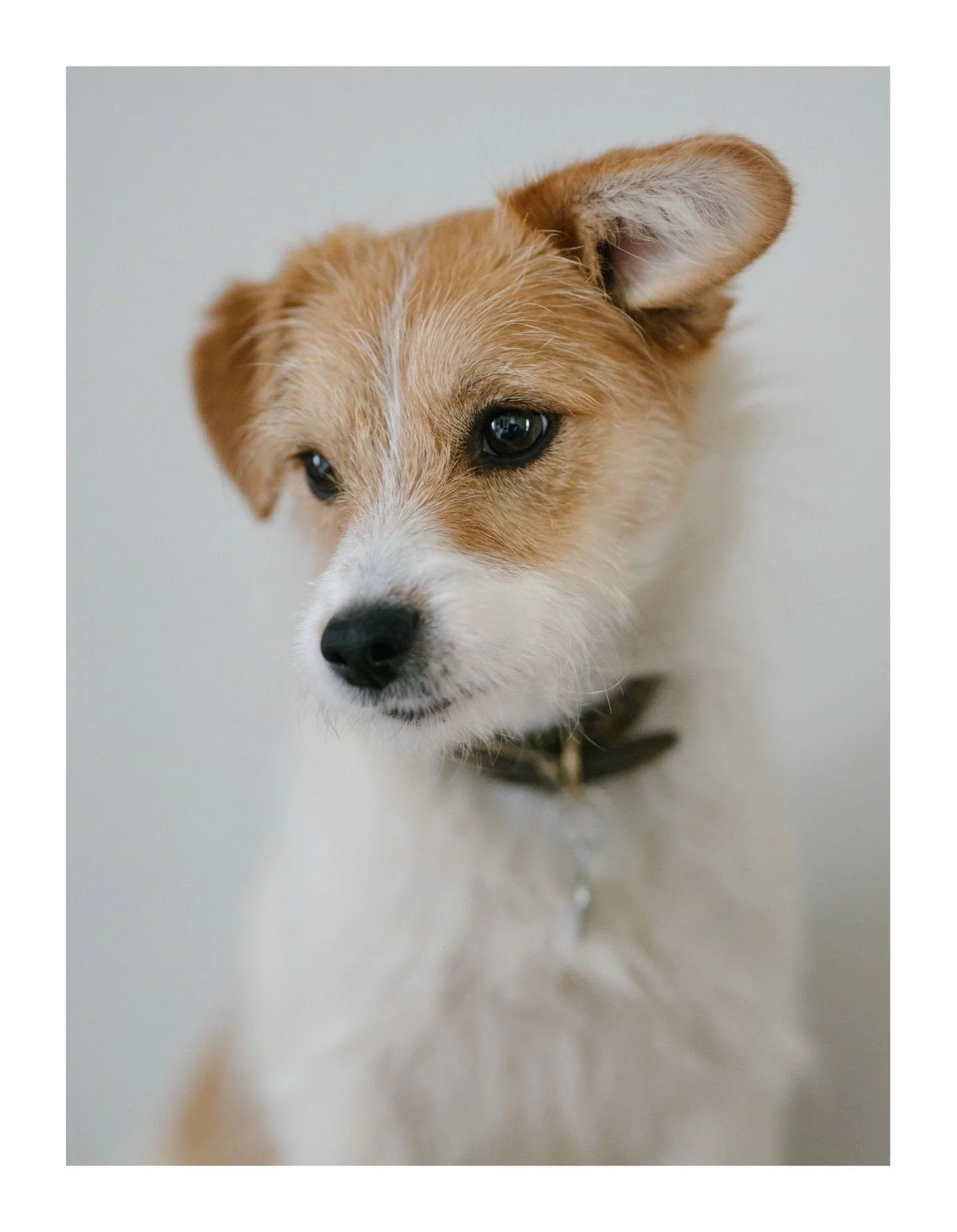 A few things happening for me behind the scenes directly related to puppies. I&rsquo;m excited. Announcement coming soon! 

Got me looking at photos of when I first saw Norah. She was six months old but a cute puppy face even then! 

Any puppy&rsquo;