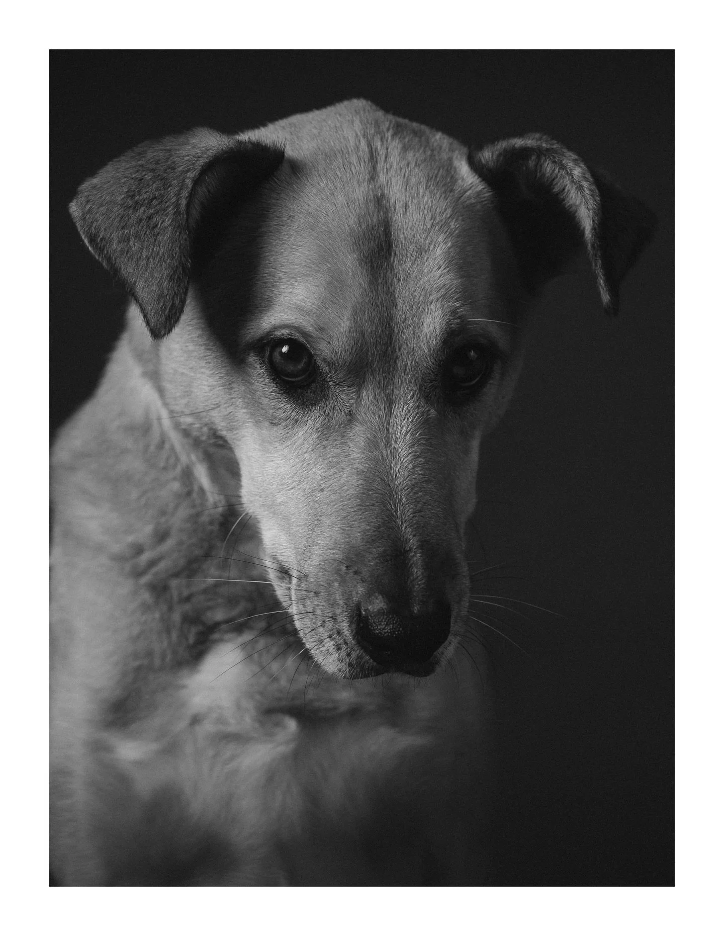 I was experimenting with a couple of lighting tests today (they need work!) but love this frame of Ludo. I&rsquo;d say the last six months we&rsquo;ve become closer than ever - maybe our old age settling into a very peaceful way of being together. To