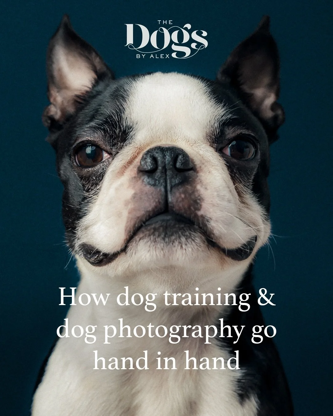 Why do I offer dog training and dog photography? Understanding a dog&rsquo;s mood and energy on set influences everything about how I photograph them. 

I don&rsquo;t need or want a dog to perform. I don&rsquo;t need pin-point obedience. I never push