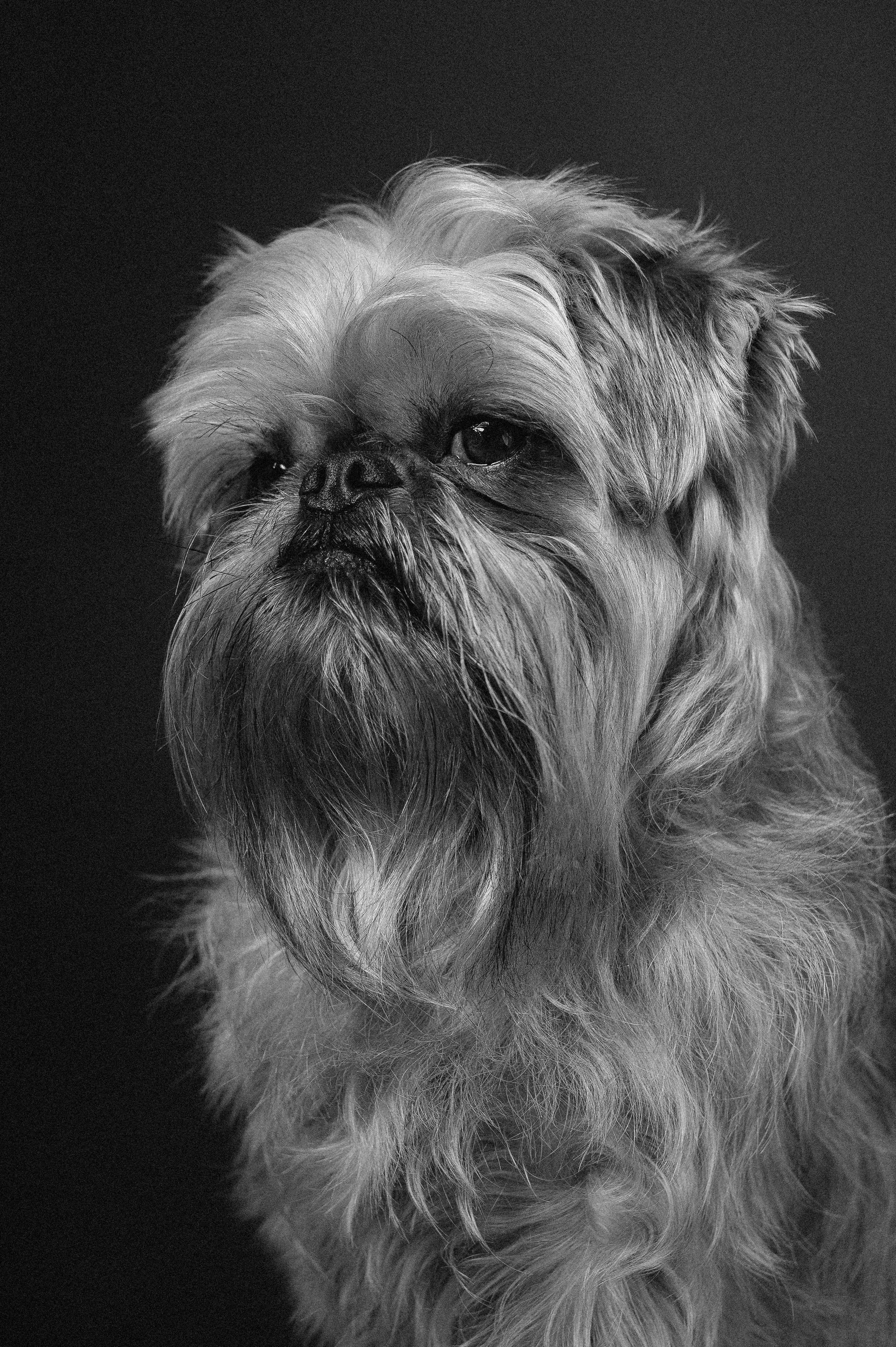 Studio dog photography day in south London – 1st March!