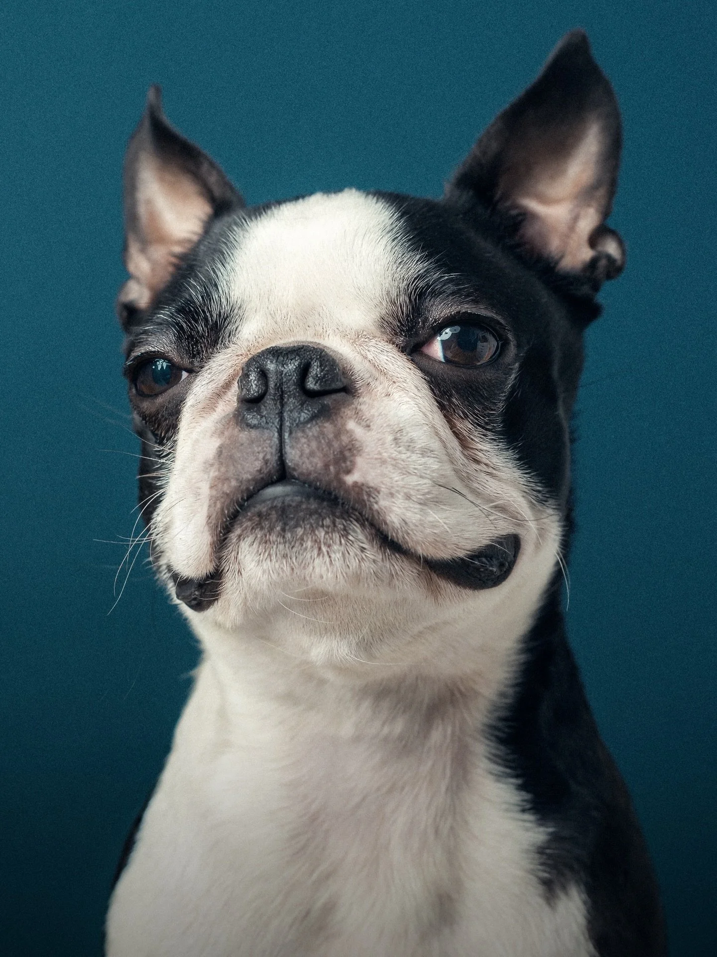 Announcing my studio dog portrait day - 1st March! 🙏🏼

I have 5 slots available throughout the day. A very limited number but allowing me to give every dog my full attention and space to relax. 

Details:
- Sunday 1st March, 10am-3pm
- 5 bookable t