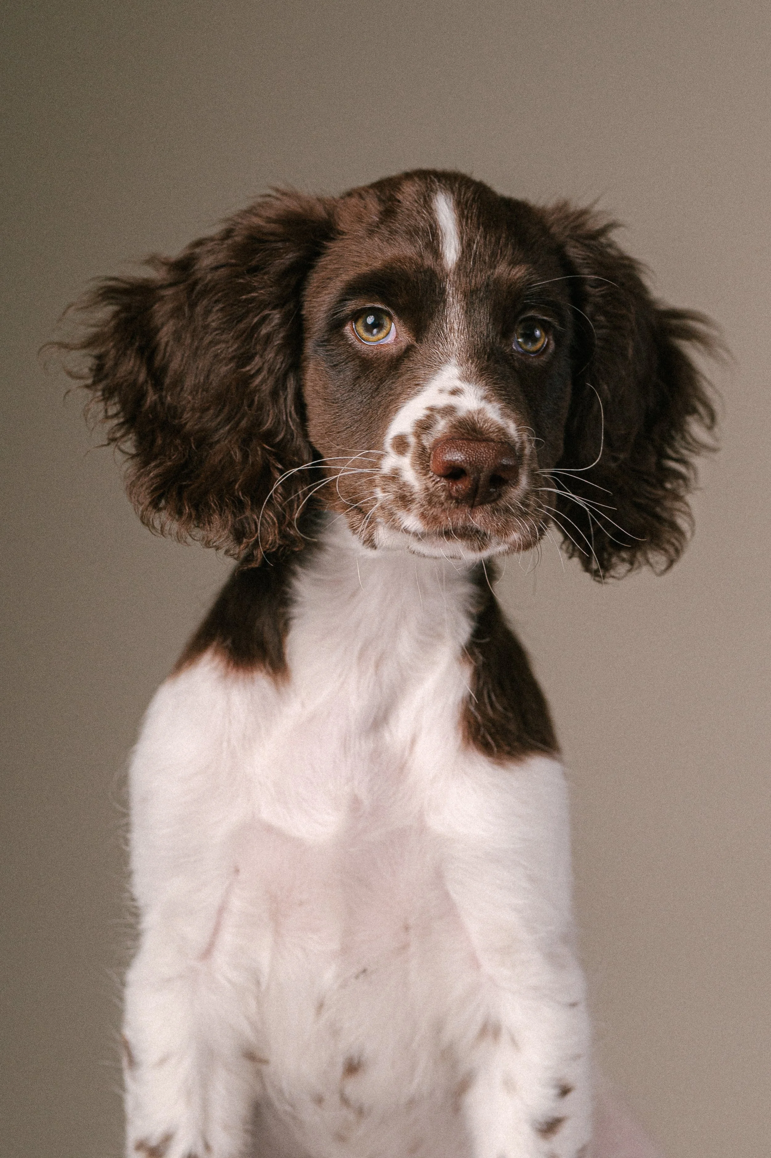 Puppy Classes in South London | Register your interest