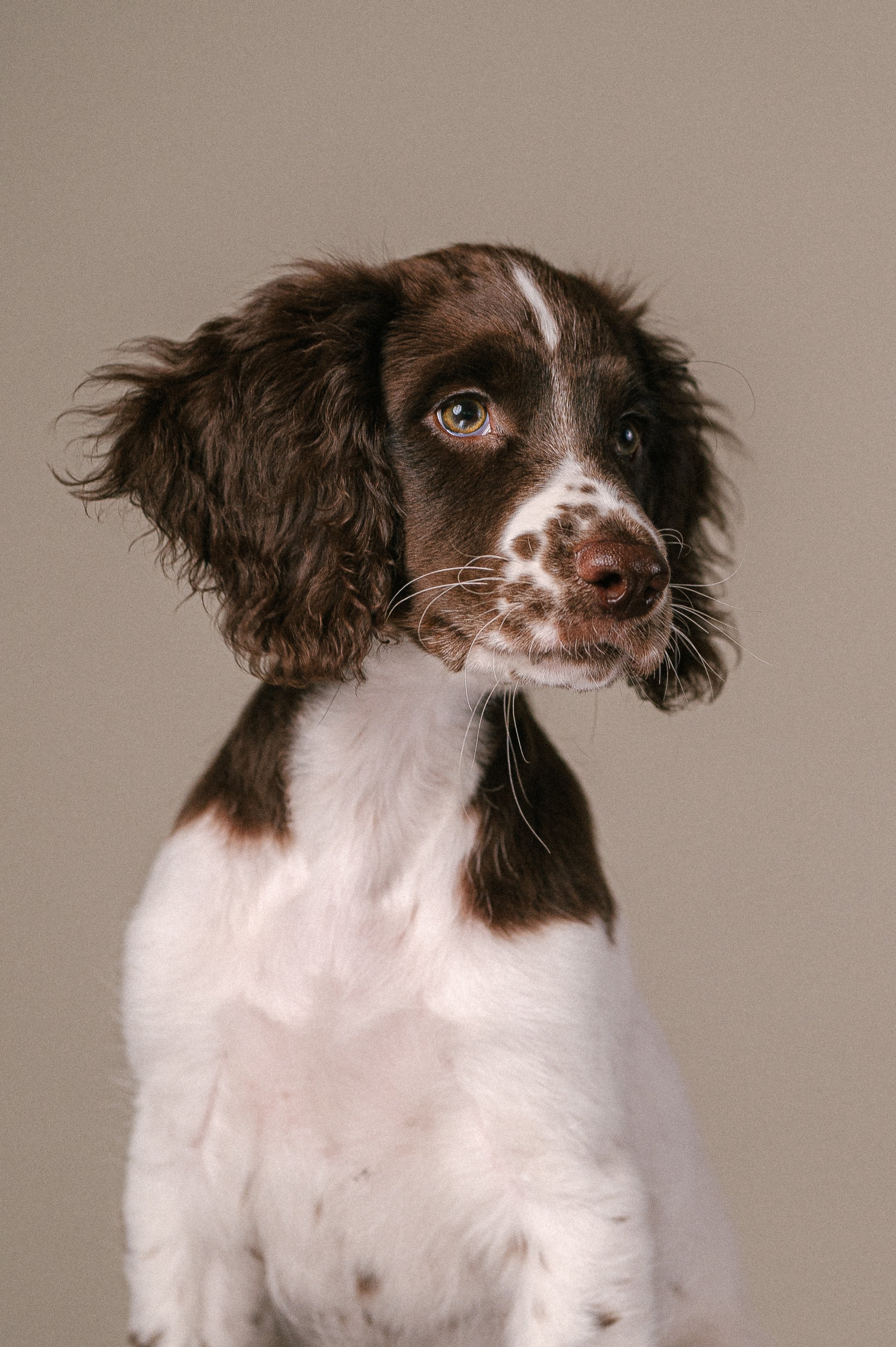 Puppy Classes in south London | Setting your puppy up for success