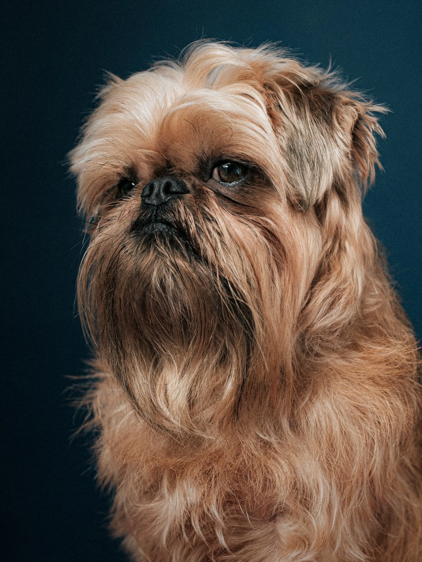 Gus the Griffon. He&rsquo;s easy to like to be honest. A gentleman in person and a pleasure to photograph. 

Also a reminder that studio session slots are still open for the 1st March in Tooting! Link in the bio 🙏🏼

#griffon #londondog #londondogph