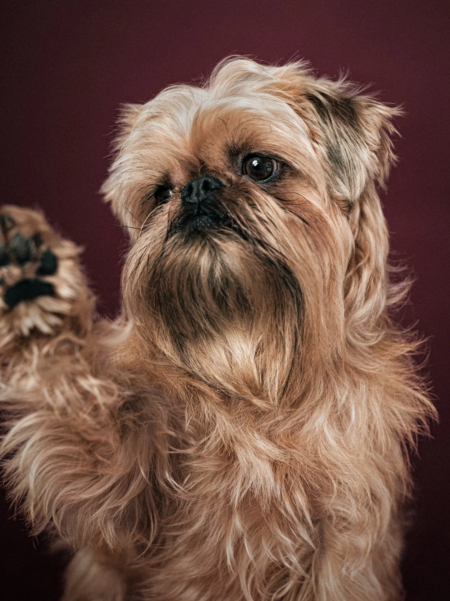 Gus The Griffon was a very polite wee gentleman on our shoot. I think left to his own devices he would spend long evenings reading worldly books on philosophy and stroking his beard. Unless he does already @nic_instagraham?! 

This is exactly why I l