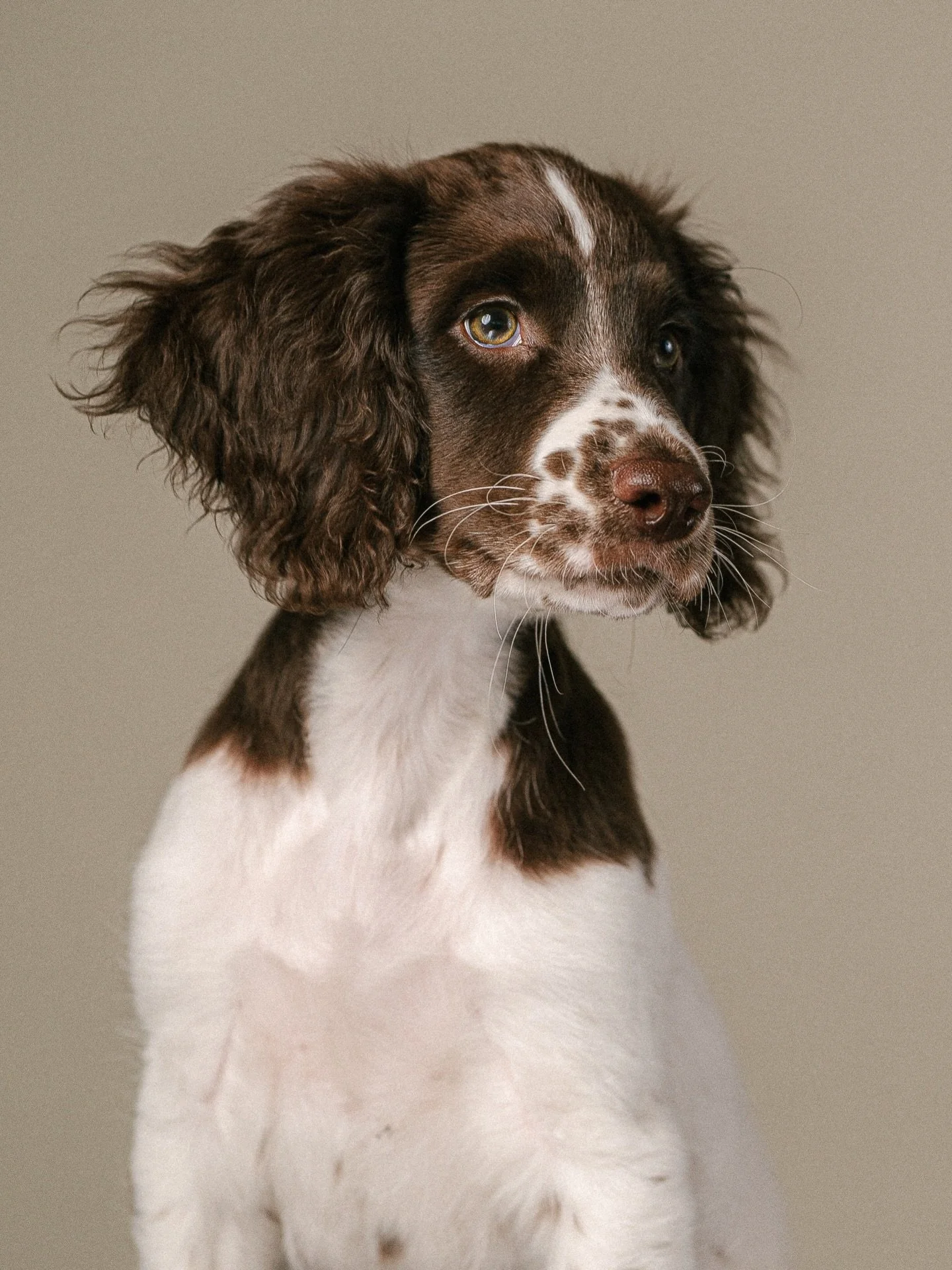 If you&rsquo;re welcoming a new puppy soon my 6 week puppy courses start 28th March in South London and are now available to book. 

You can also book your graduation portrait on the 7th week to celebrate their achievement. Much like Charlie&rsquo;s!