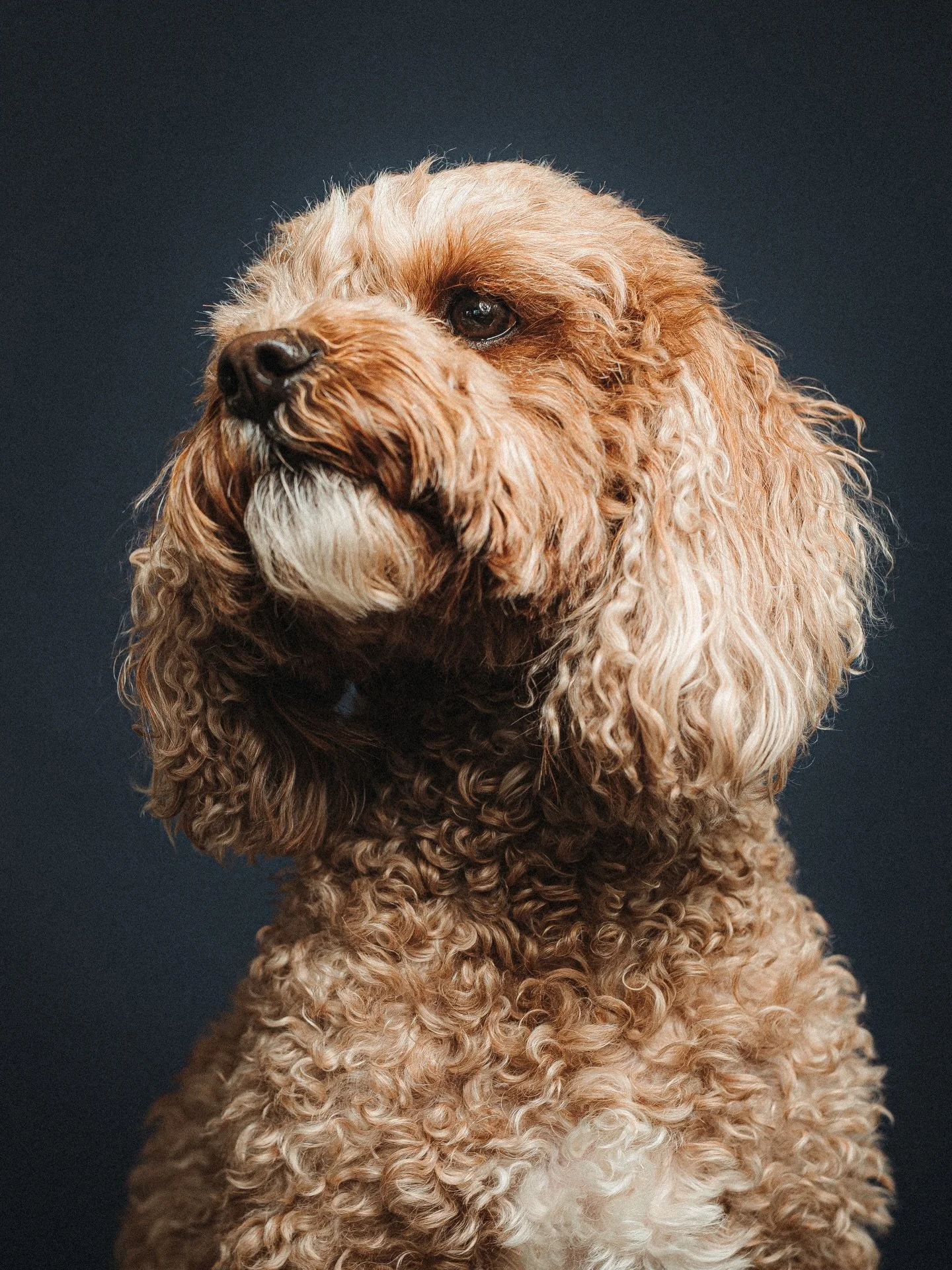 Is a studio photography session right for your dog? Well, I wrote about this on my blog, answering common questions about the studio days and how they work, including &lsquo;is my dog suitable to attend?&rsquo;. 

My studio days are purposefully set 