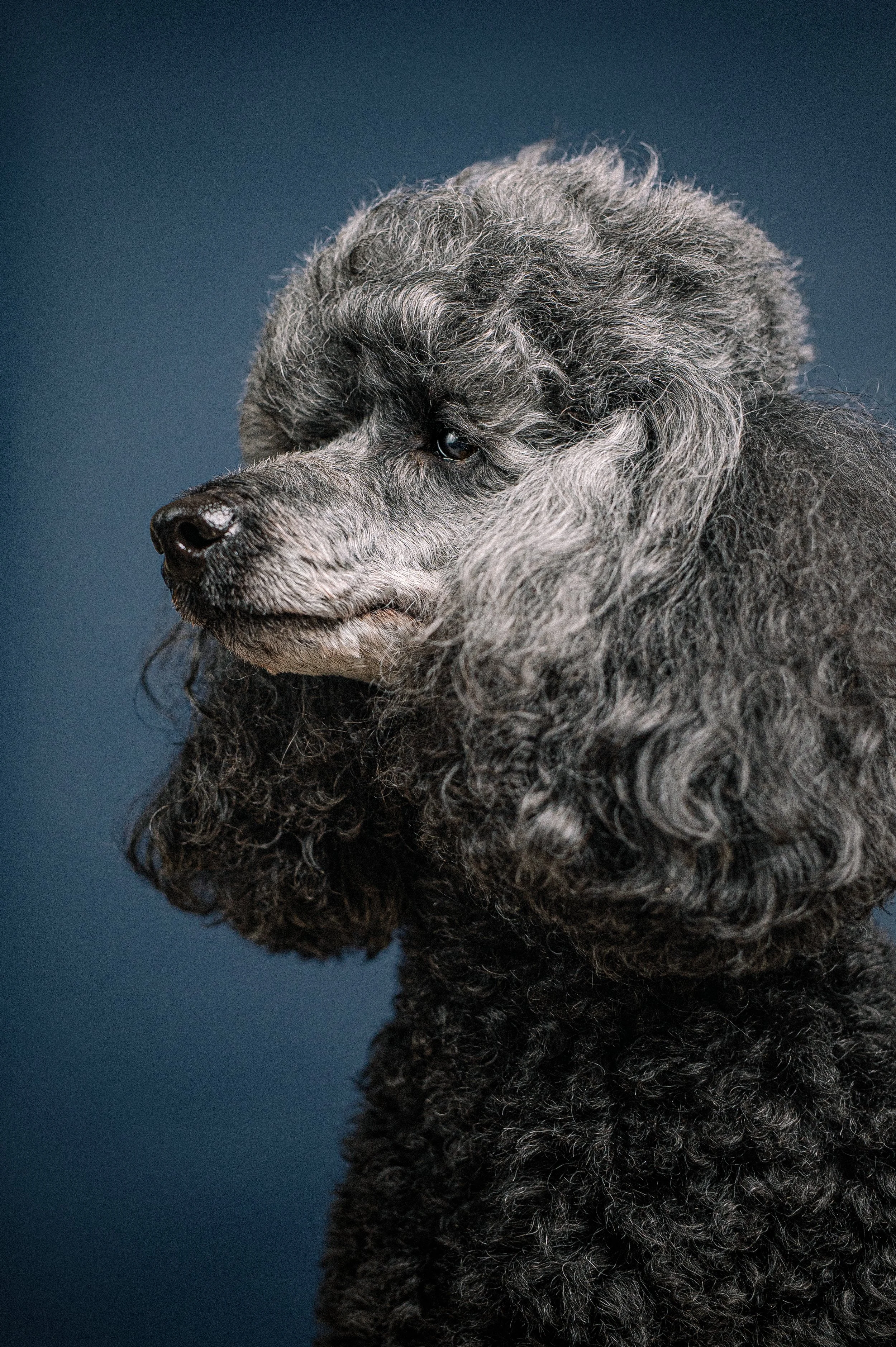 Studio dog photography day – 1st March