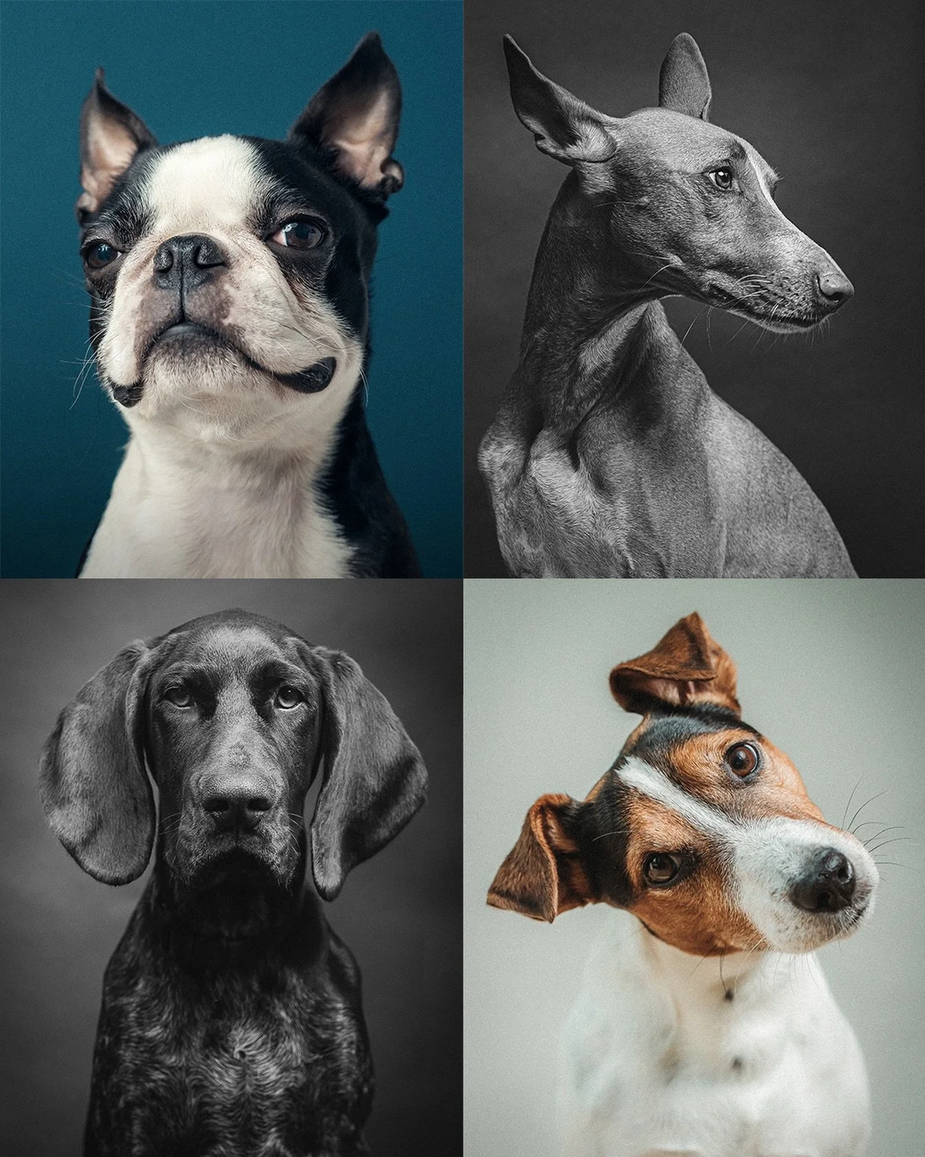 2 slots left for my studio dog photography day this Sunday (1st March)! 

I&rsquo;ve booked a lovely quiet spot just 7 seconds off the main strip of Tooting Common, with each session your dog&rsquo;s very own. No crossover, no queuing, just quiet and