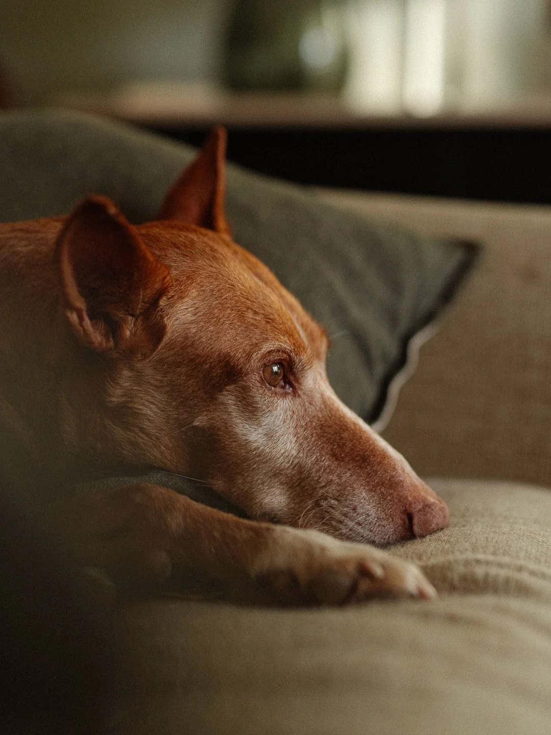 This is Jimbo (or Big Jim as I like to call him - don&rsquo;t ask). A friend sent me a post from @projectgalgo as they were looking for someone to foster him for a week. It was a pretty easy decision to offer my help. 

I&rsquo;ve had him for that we