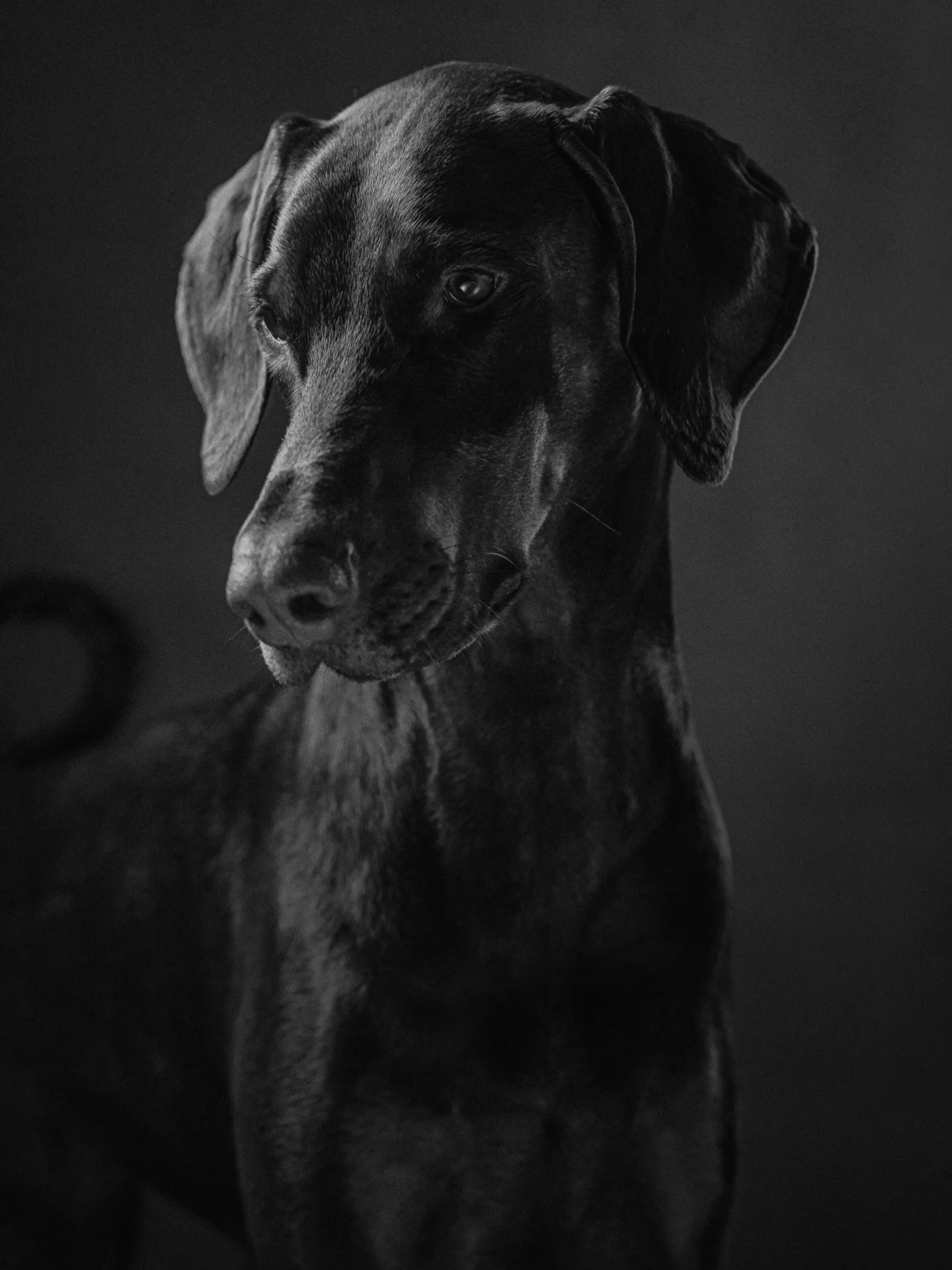 Enjoyed the studio day yesterday at my new venue in Tooting Common! Thanks to all that booked in. First up was this beautiful Doberman, Juno. What a pleasure! 

Debating holding another studio day in April. Should I? Comment below if you&rsquo;re int