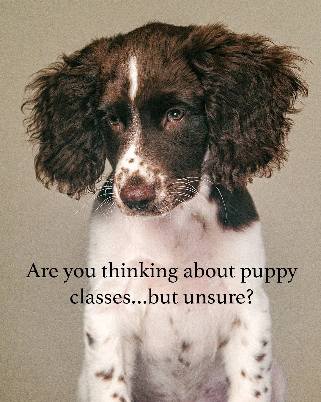 Thinking about puppy classes but unsure what to expect? 

Here are some of the questions I&rsquo;ve often been asked before joining the puppy classes. I totally understand that it&rsquo;s a full on time when you welcome a puppy into your life, so if 