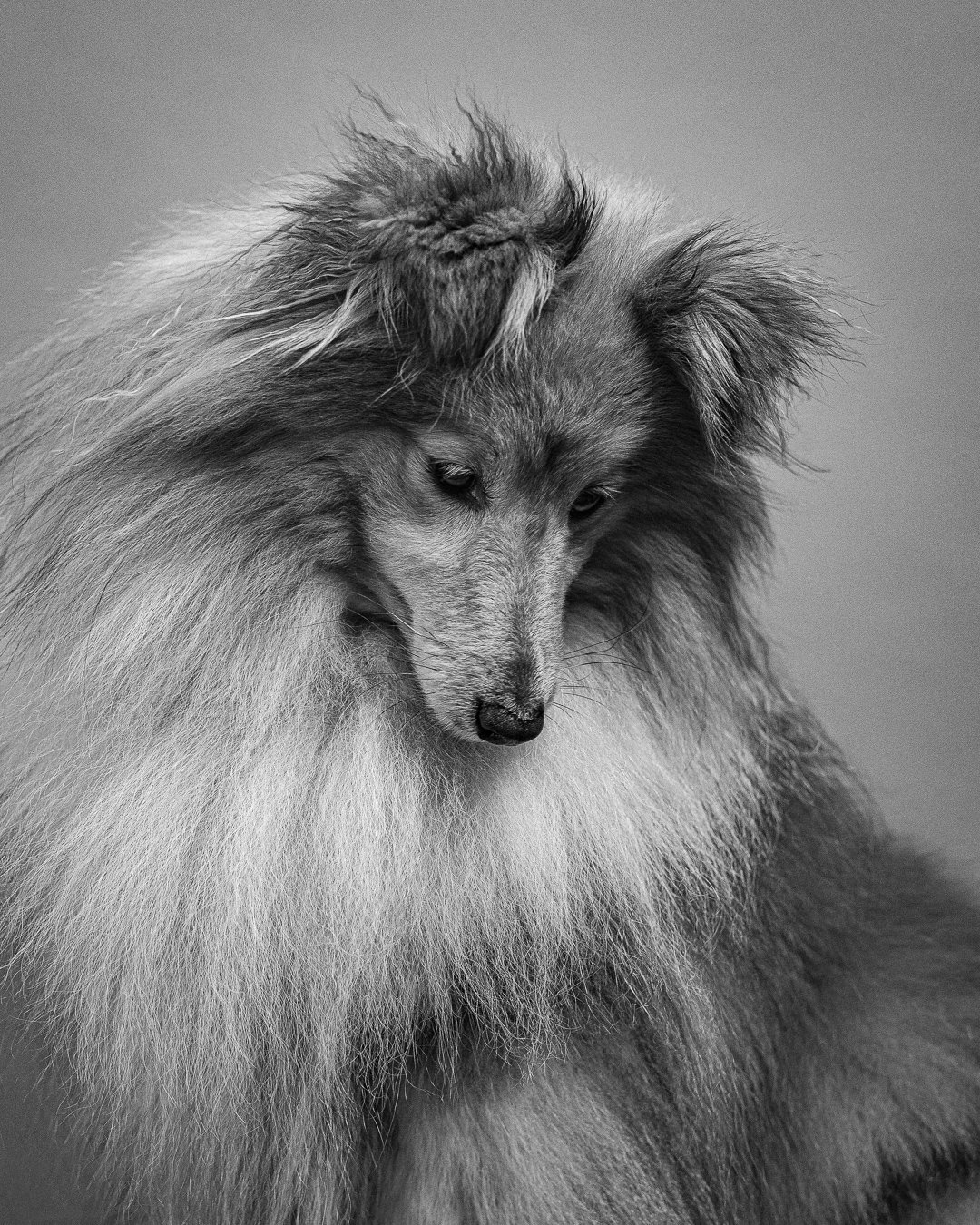 How to prepare your dog for a photography session in London | Trainer’s guide