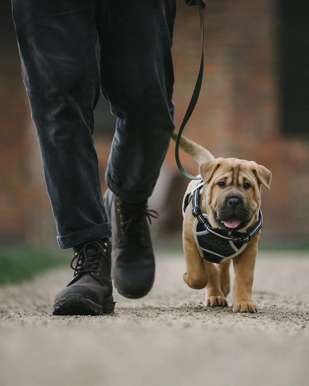 If you&rsquo;ve been thinking about puppy classes but unsure what they&rsquo;re actually like, I&rsquo;ve written a new post on my &lsquo;insights&rsquo; about what to expect and why I focus so much on emotional development as well as obedience. 

Pu