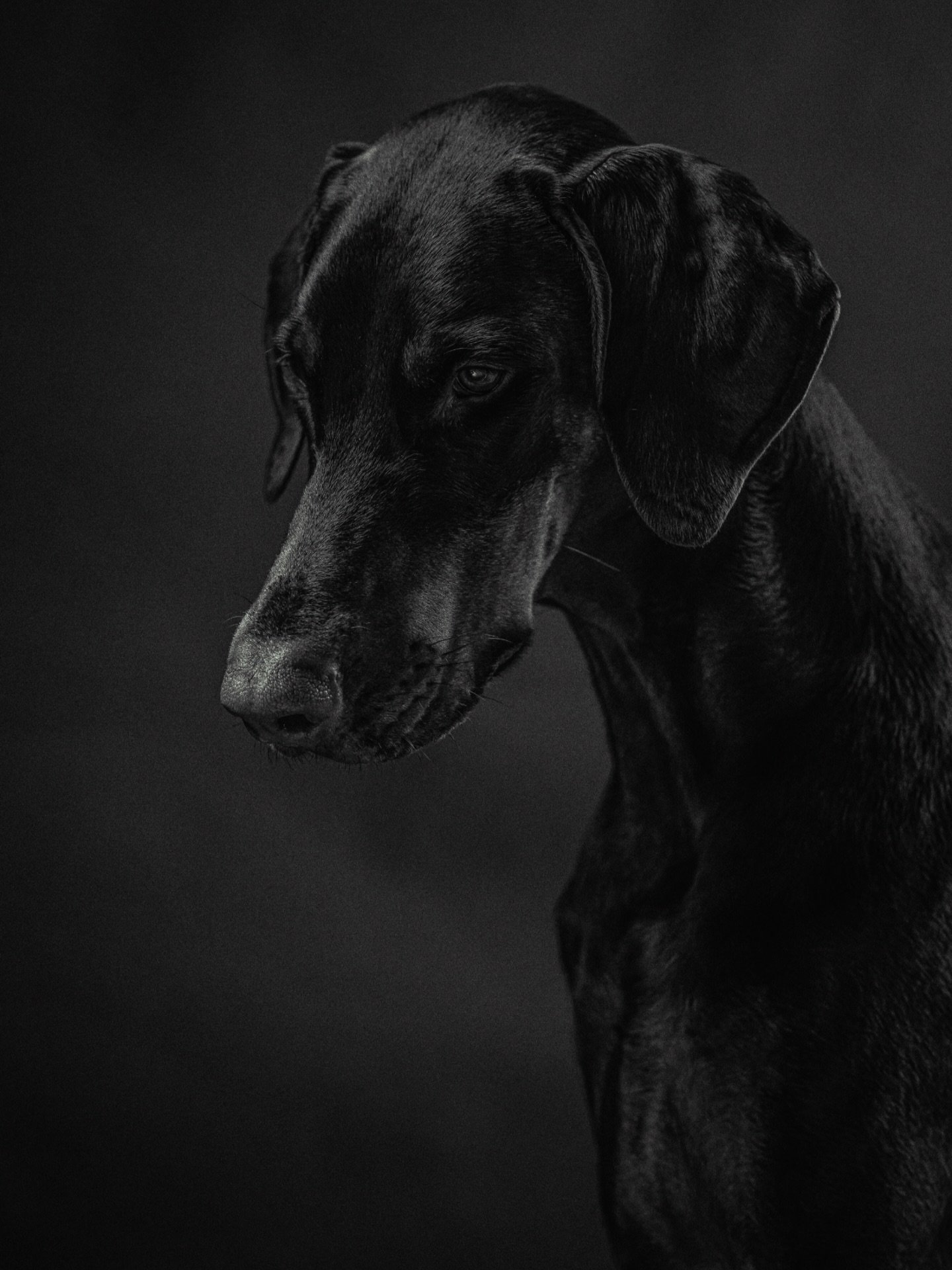 Beautiful lass Juno @fitz_petss. She was the first sitter at my last studio session and a glorious one at that. 

With every dog portrait I try and emphasise the character of the dog I&rsquo;m taking a photograph of. With Juno she was extremely frien