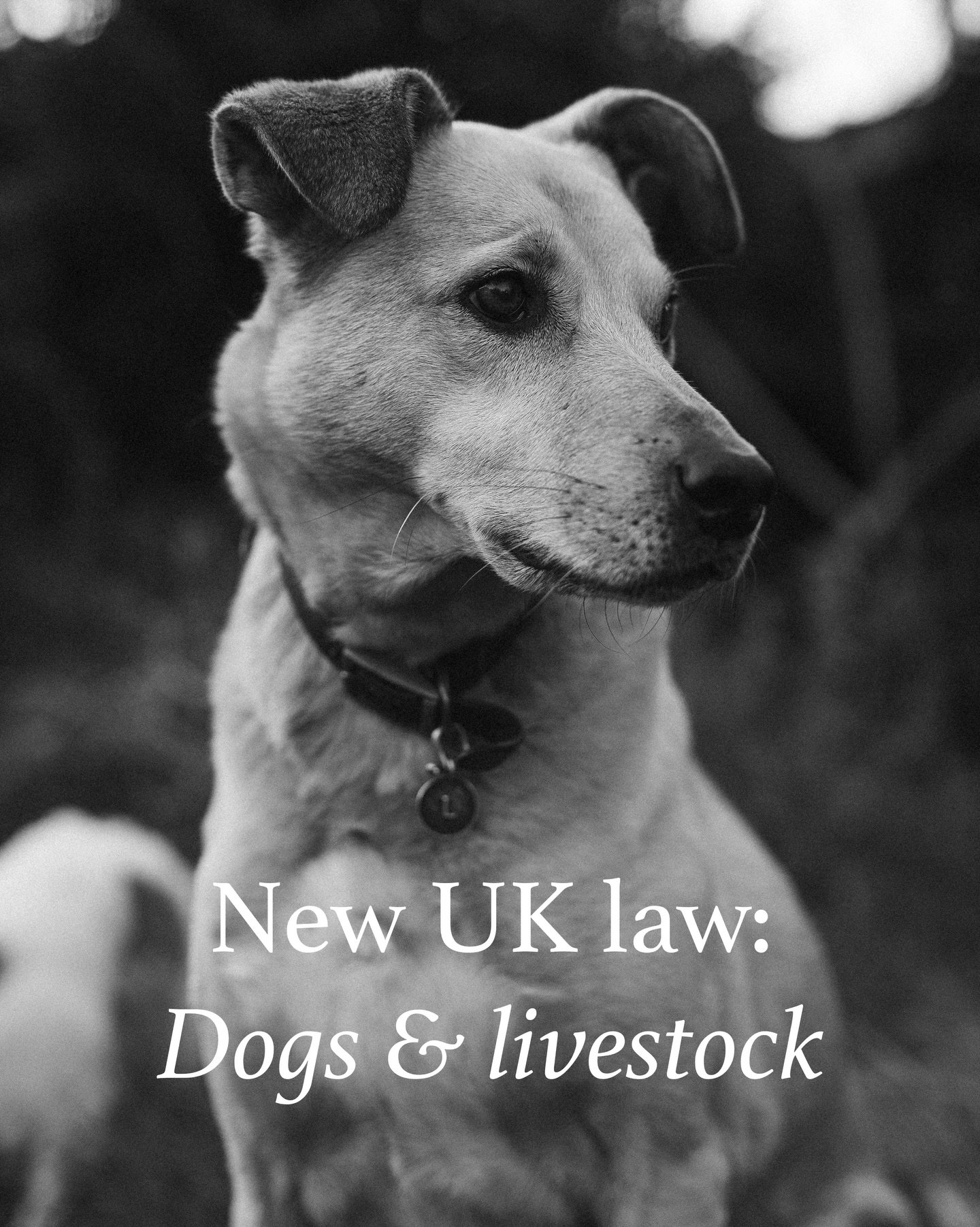 A new UK law affecting dogs came into place this week. Here&rsquo;s what dog owners need to know.

Farm animals in England and Wales now have much stronger protection against dog attacks and what&rsquo;s know as &lsquo;livestock worrying&rsquo;. That