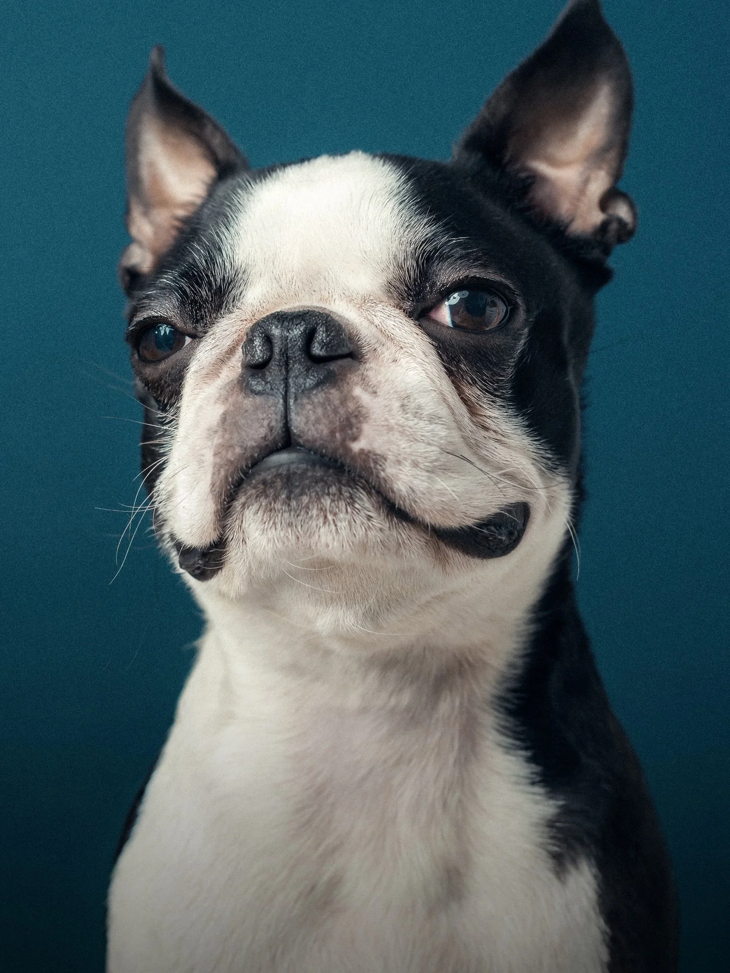 My next studio dog portrait day is now available to book 🙌🏼 Characterful portraits of your dog in the security and peace of your own hour-long time slot. 

When: 12th April, 10am - 3pm
Where: Woodfield Pavillion, Tooting Bec
Availability: 5 spaces 
