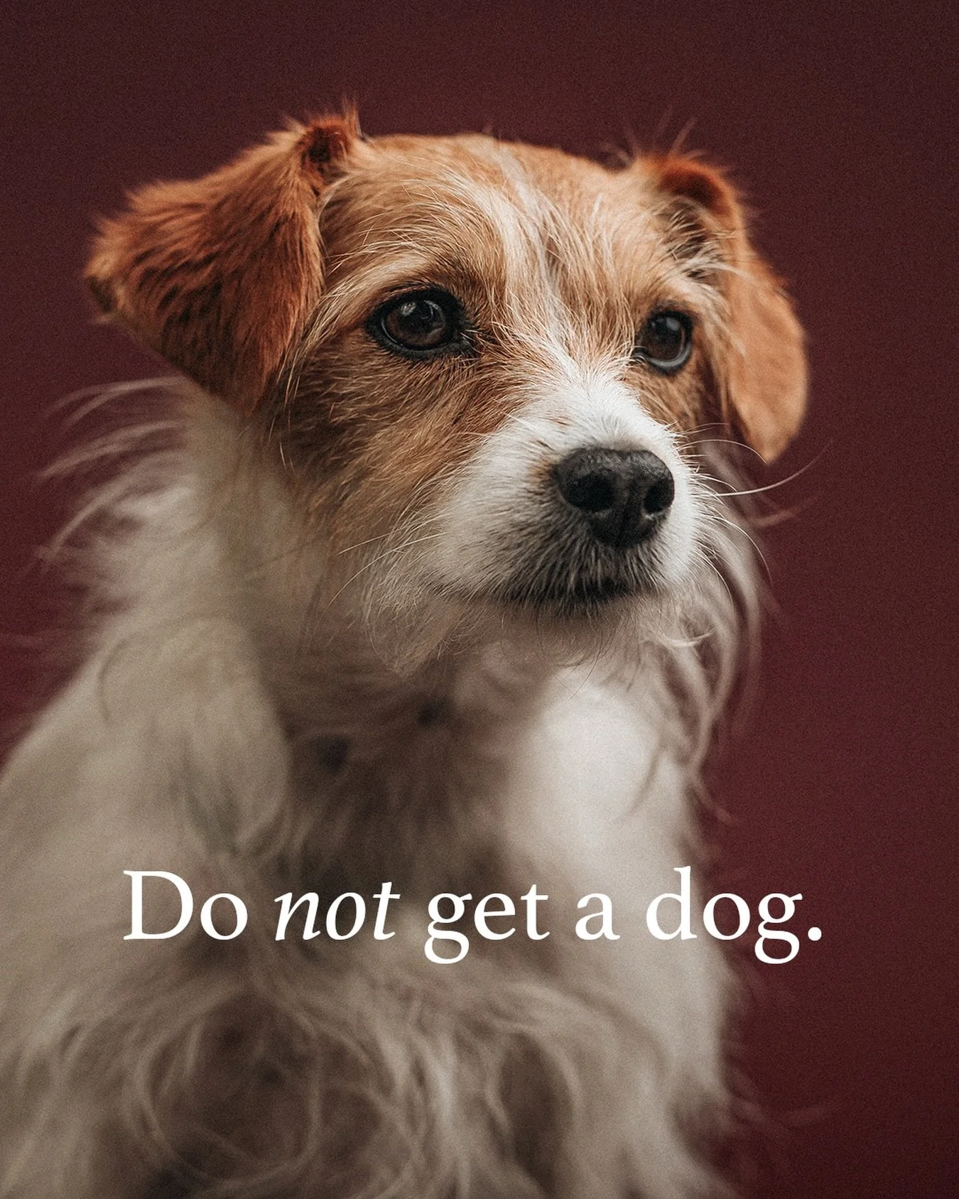 Obviously this is an exaggeration, but I wish as a society we took the seriousness of owning a dog, well, more seriously. Let&rsquo;s invest more in our dogs eh. 

Here are the priorities I hope to see more of:
- Patience. There are no quick fixes fo