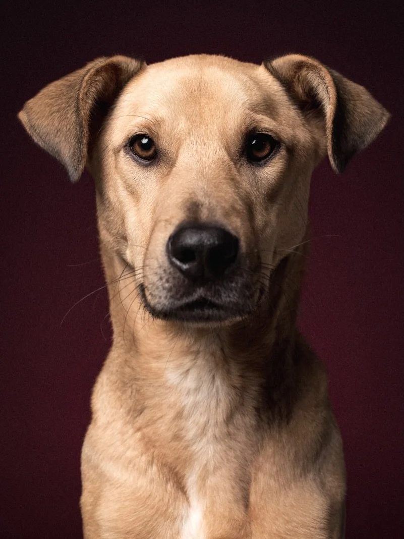 Just 2 slots left for my dog portrait studio day this Sunday in South London! Hour-long slots giving time for your dog to decompression and shine, a choice of two background options, and a setup that allows them to show their wonderful character on c