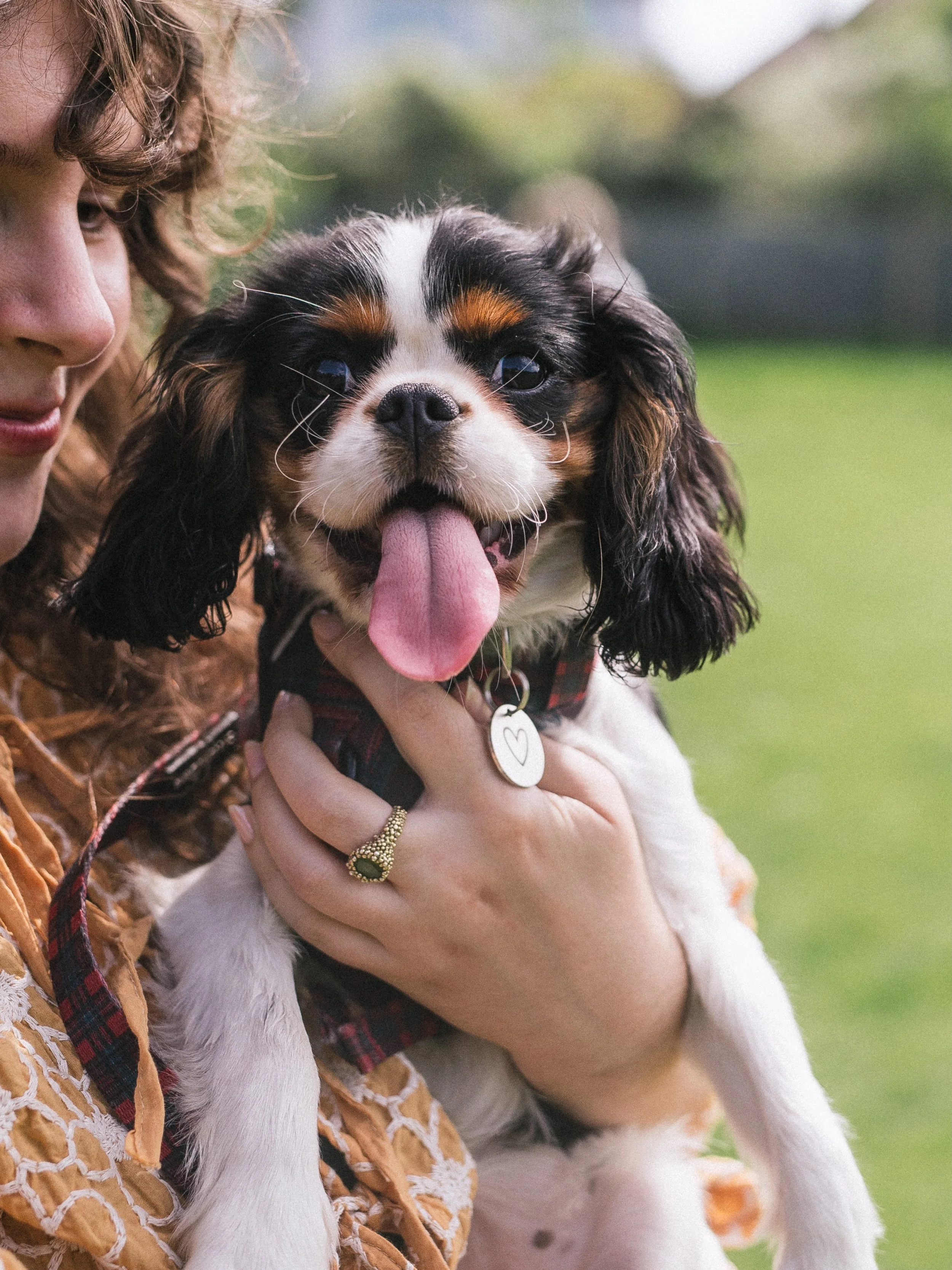 Puppy class graduates - Noodle, Daphne, Cookie, Alba and Hercules! 

Next course starts 23rd May with just two spots remaining!