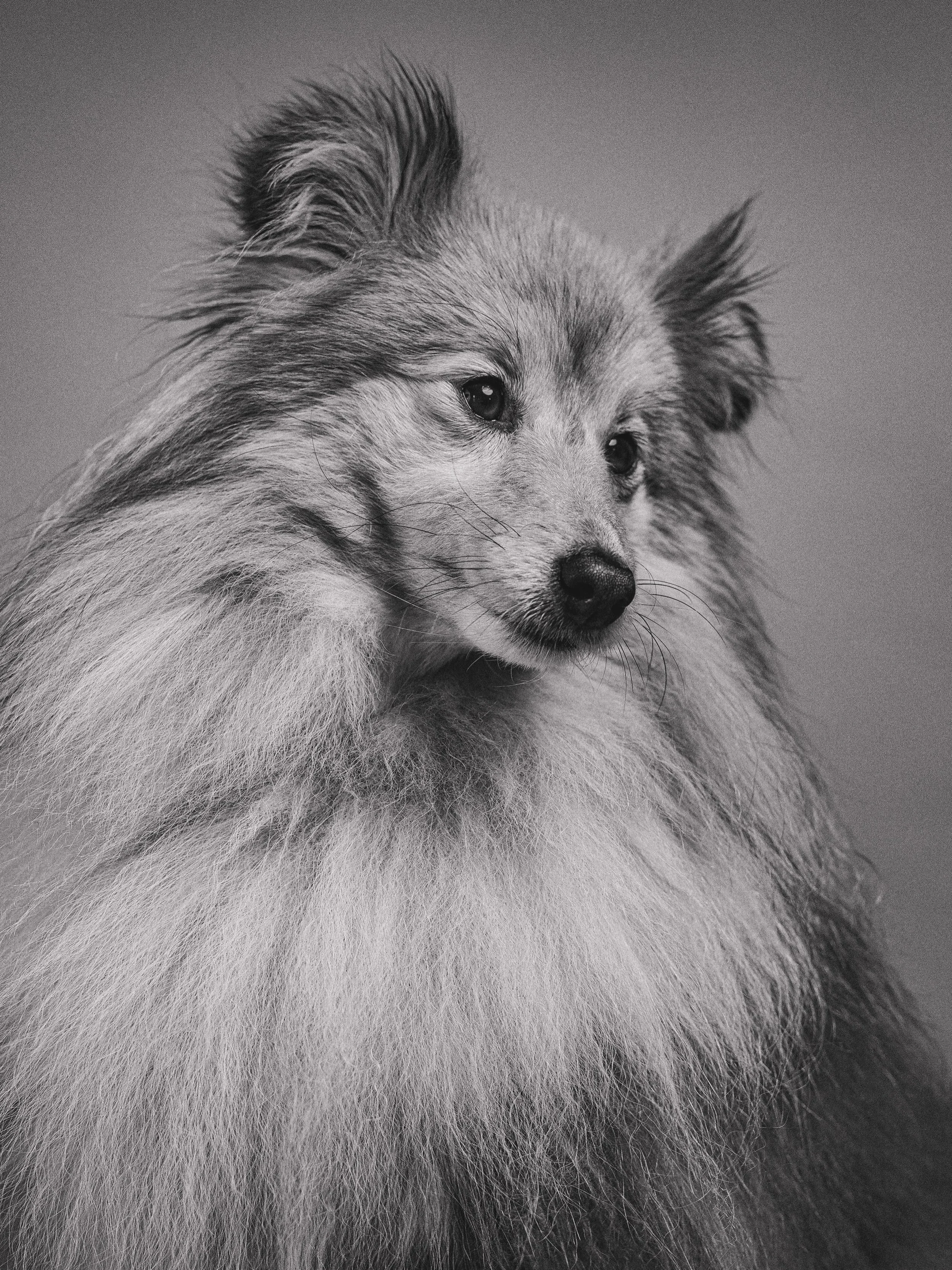 Releasing my next studio date soon for dog portraits. Subscribers - you&rsquo;re first in line! 

There&rsquo;ll be 5 slots available, each one hour in duration. Plenty of time to relax and get those golden shots. Got a dog in mind for a portrait?!