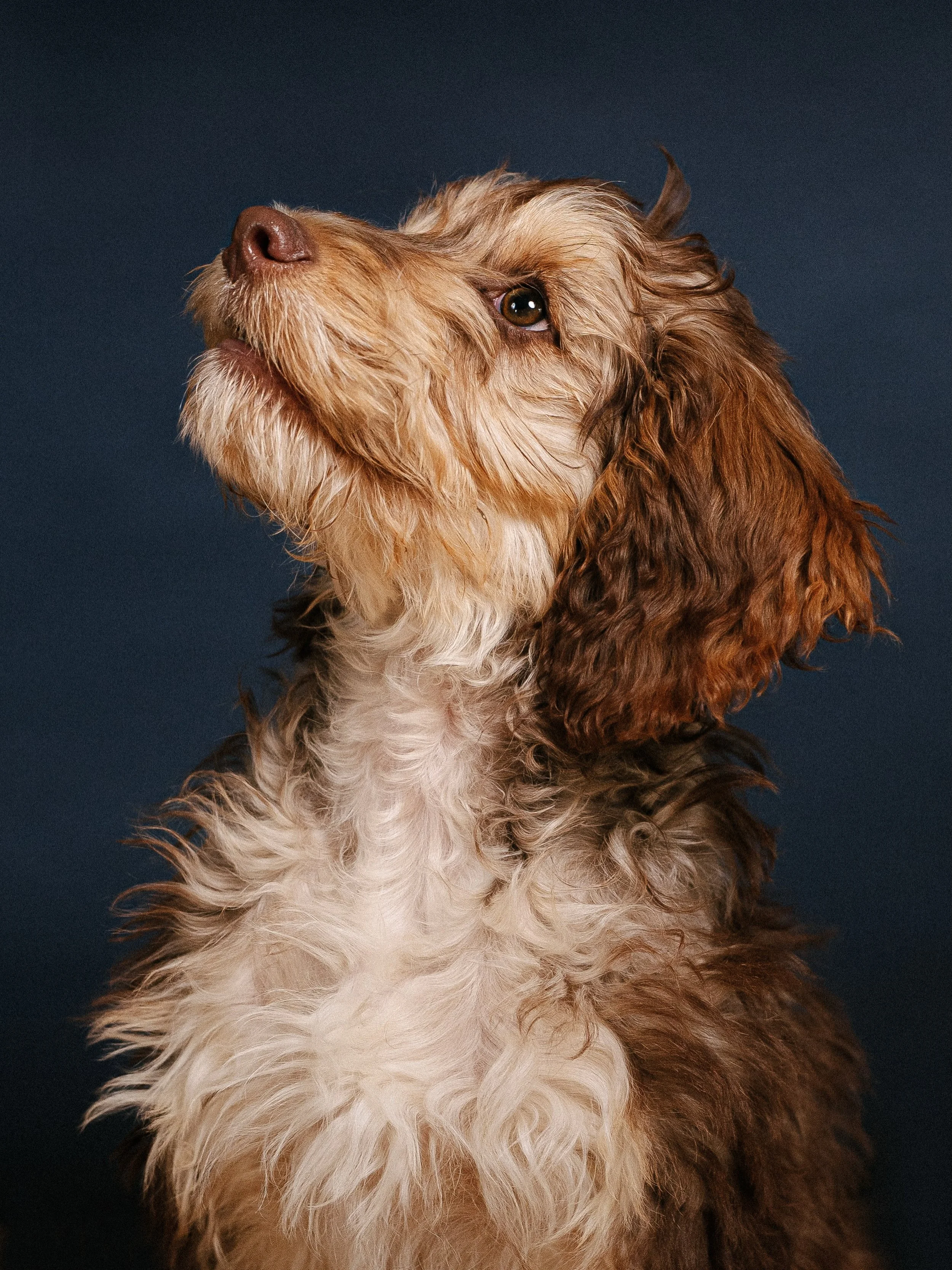 My new puppy course is underway as of yesterday, and reminded me how far the last 6 pups progressed during their 6 weeks! This is Cookie, a young chap turning into a wonderful gentleman. 

Whilst fully booked on the current course, the next start dat