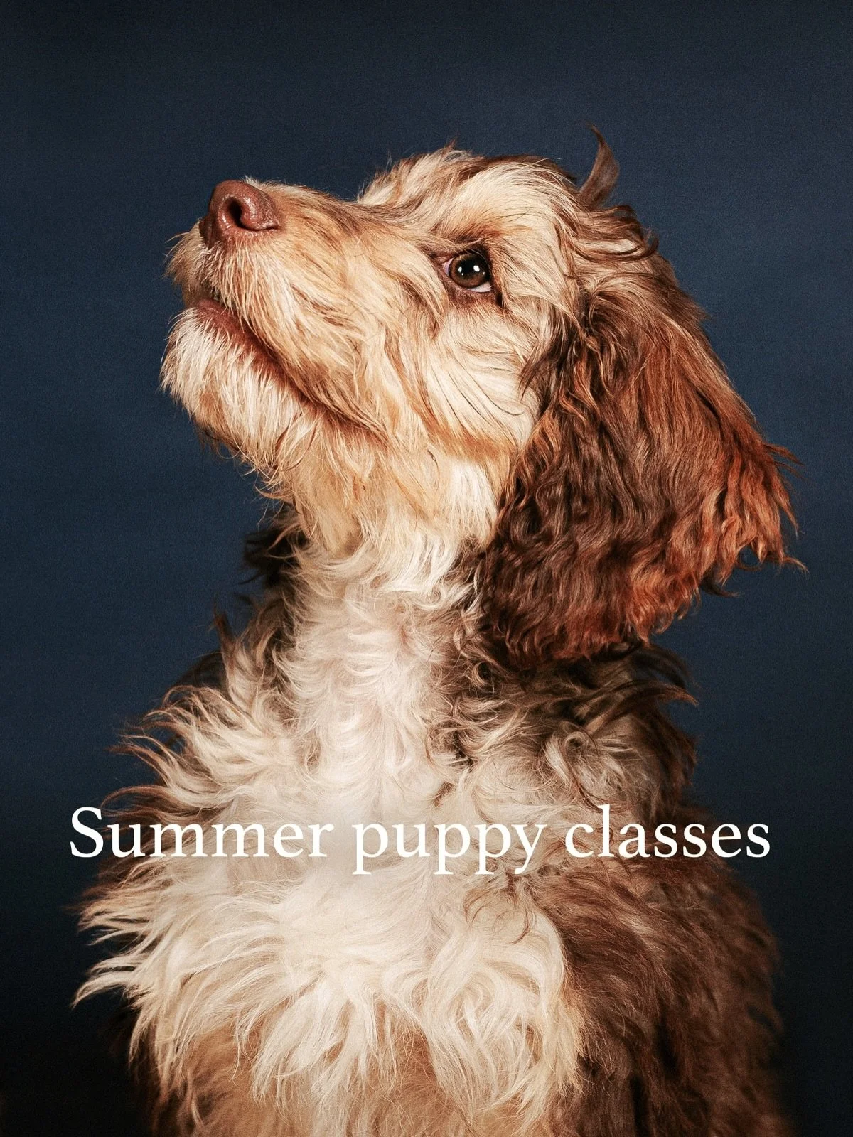 Puppy class update! 

We&rsquo;re heading into week three of the current course now but due to ongoing enquiries I&rsquo;m looking to release a second course alongside. So, for those that have reached out, thank you, I will keep you updated. If anyon