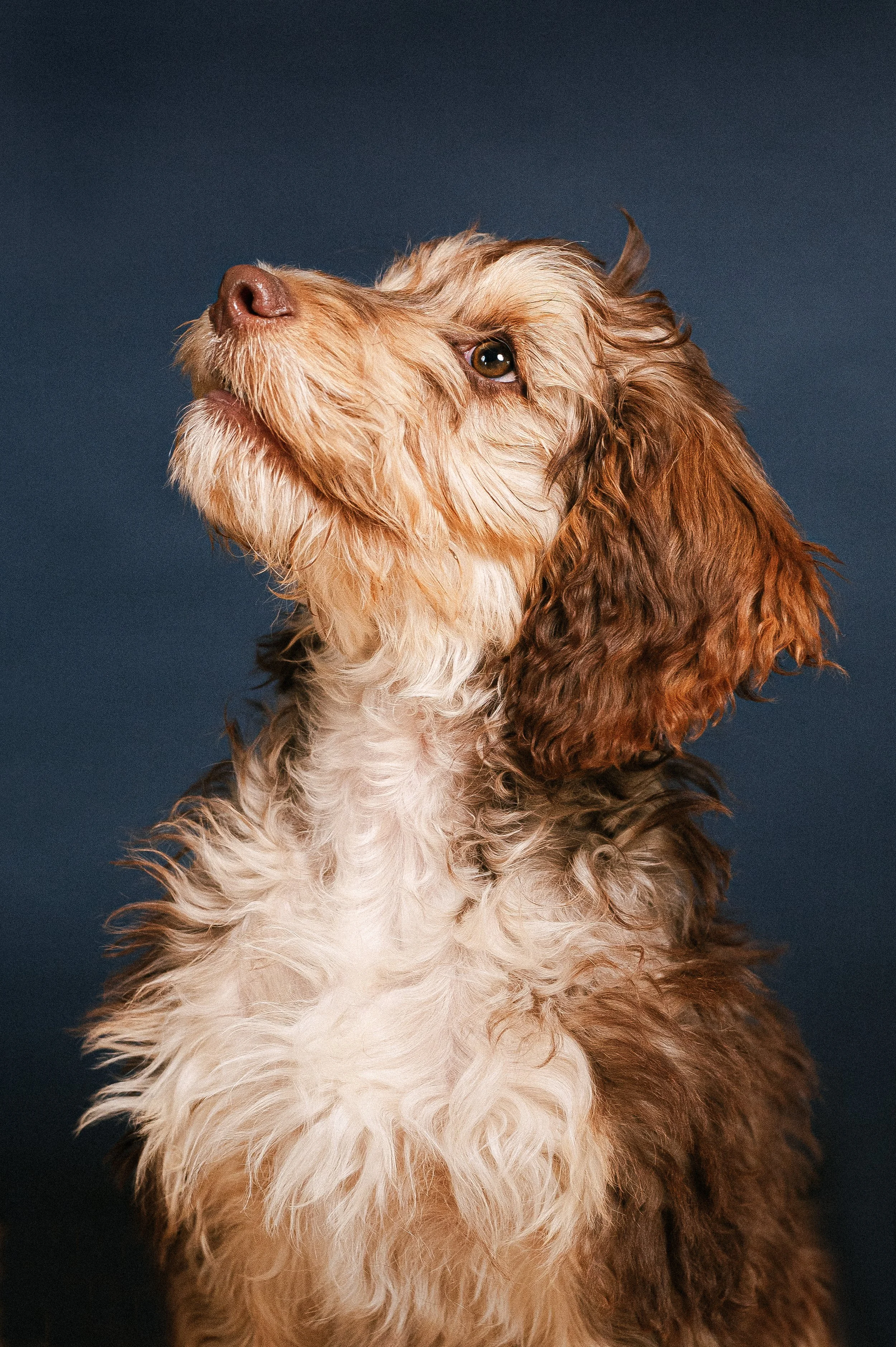 Puppy training classes in Tooting, South London (starting 5th September)