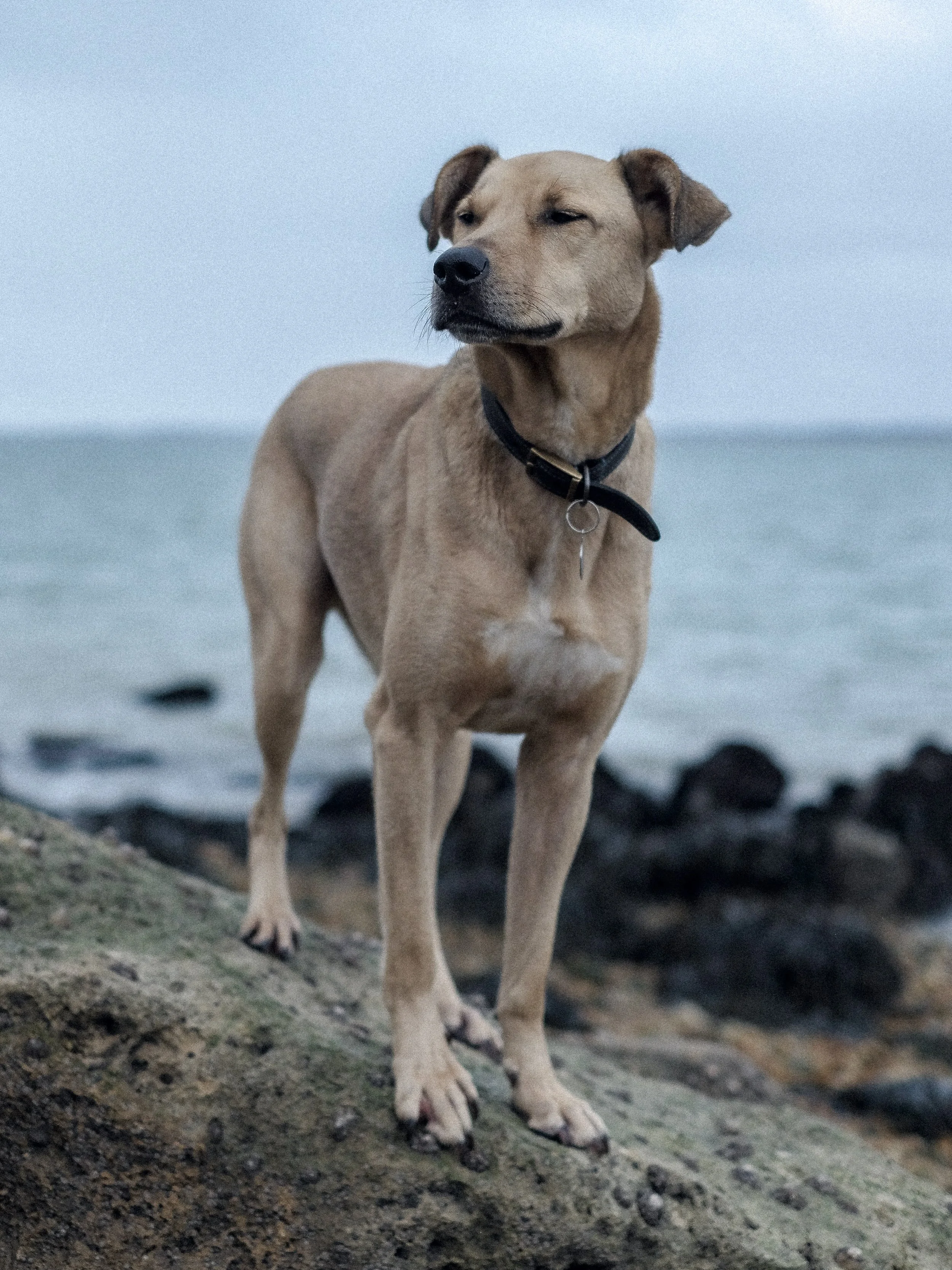I bought Ludo home on this day eight years ago. I call it his birthday, his 14th. He&rsquo;s my soul dog. The one that pushed me beyond my limits, the most reactive, but who is (and always has been) the most special soul. My right hand man. From tota