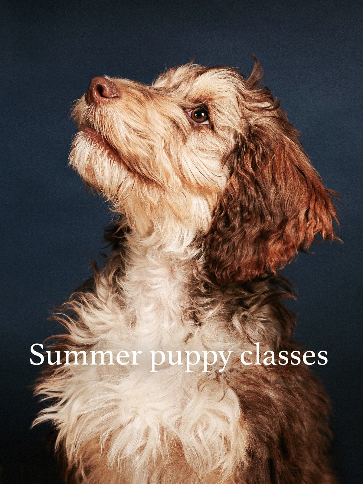 Puppy class update! 

We&rsquo;re heading into week three of the current course now but due to ongoing enquiries I&rsquo;m looking to release a second course alongside. So, for those that have reached out, thank you, I will keep you updated. If anyon