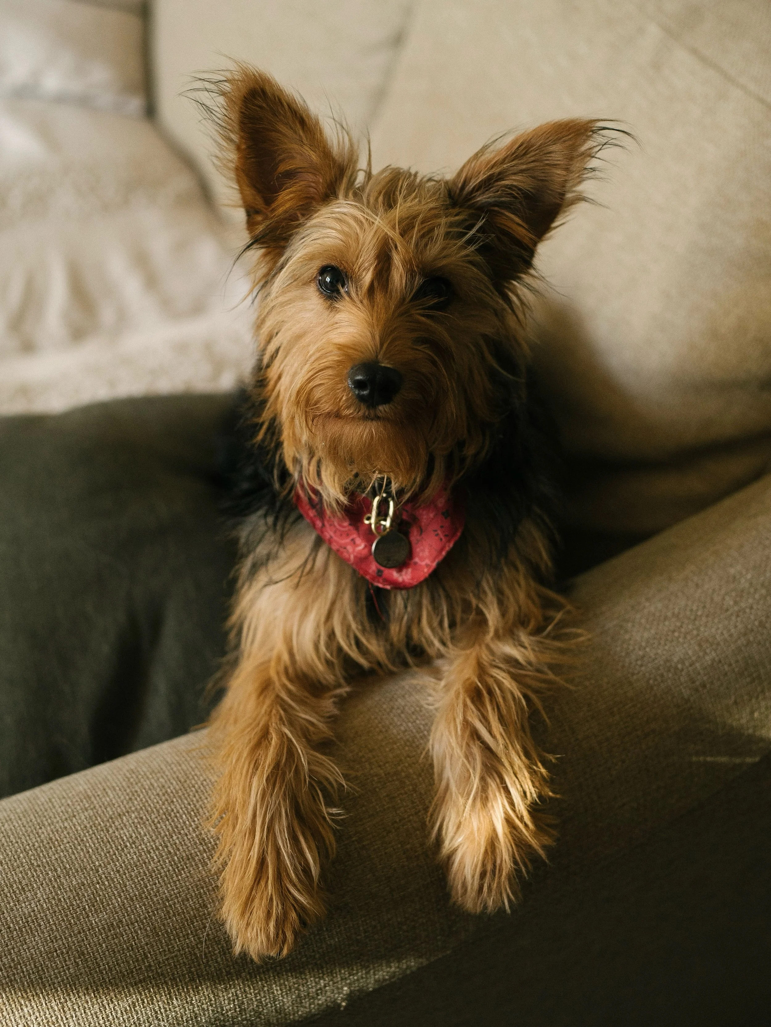 A lot of my summer 1-2-1s have been focused on puppies and got me thinking of my wee foster here, Oz, who I&rsquo;m helping settle in the UK with @underdoginternational 

He&rsquo;s 10 months old. A gorgeous temperament. Great with other dogs, childr